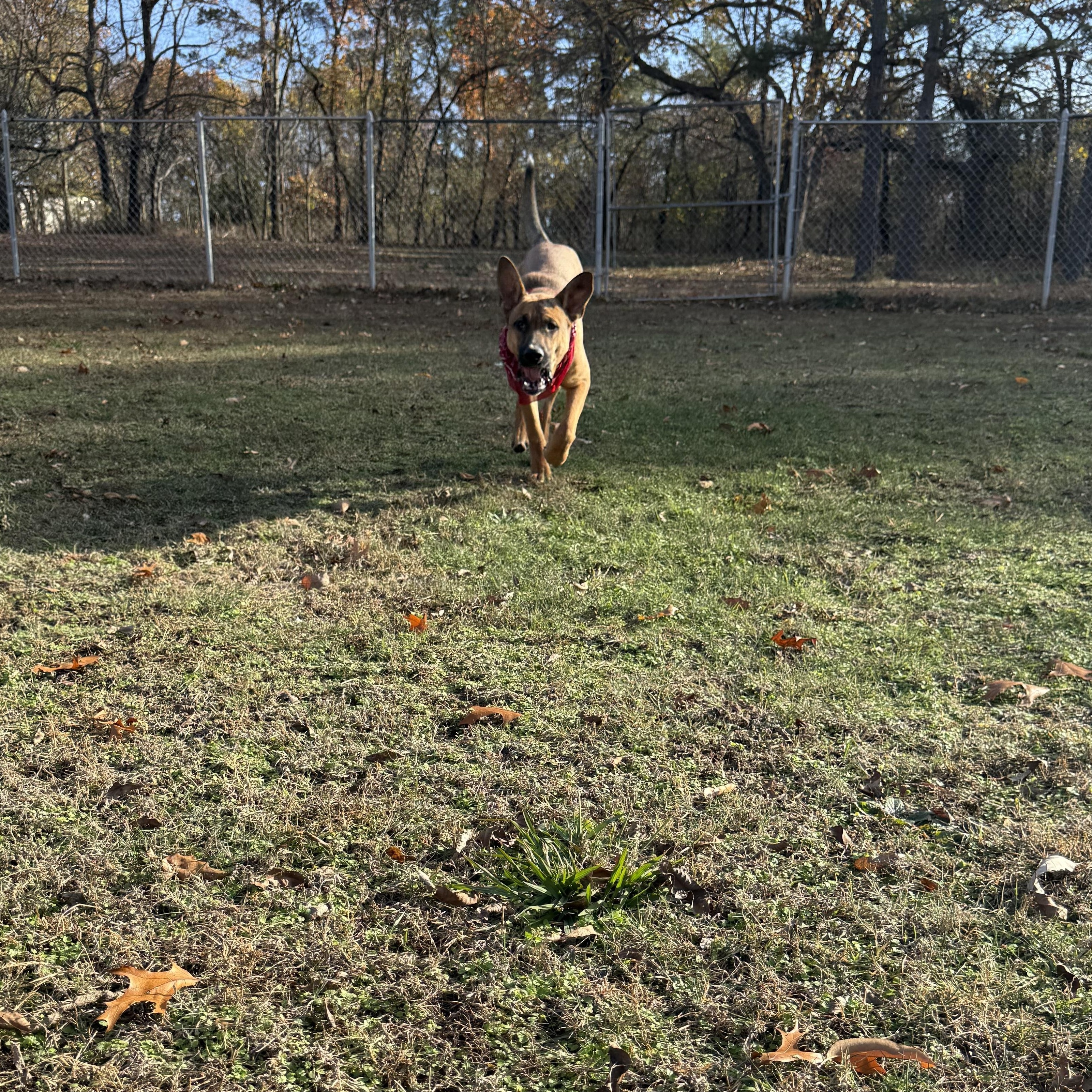 Chuck, a Adoptable mixed breed in Tahlequah, OK image 6/6