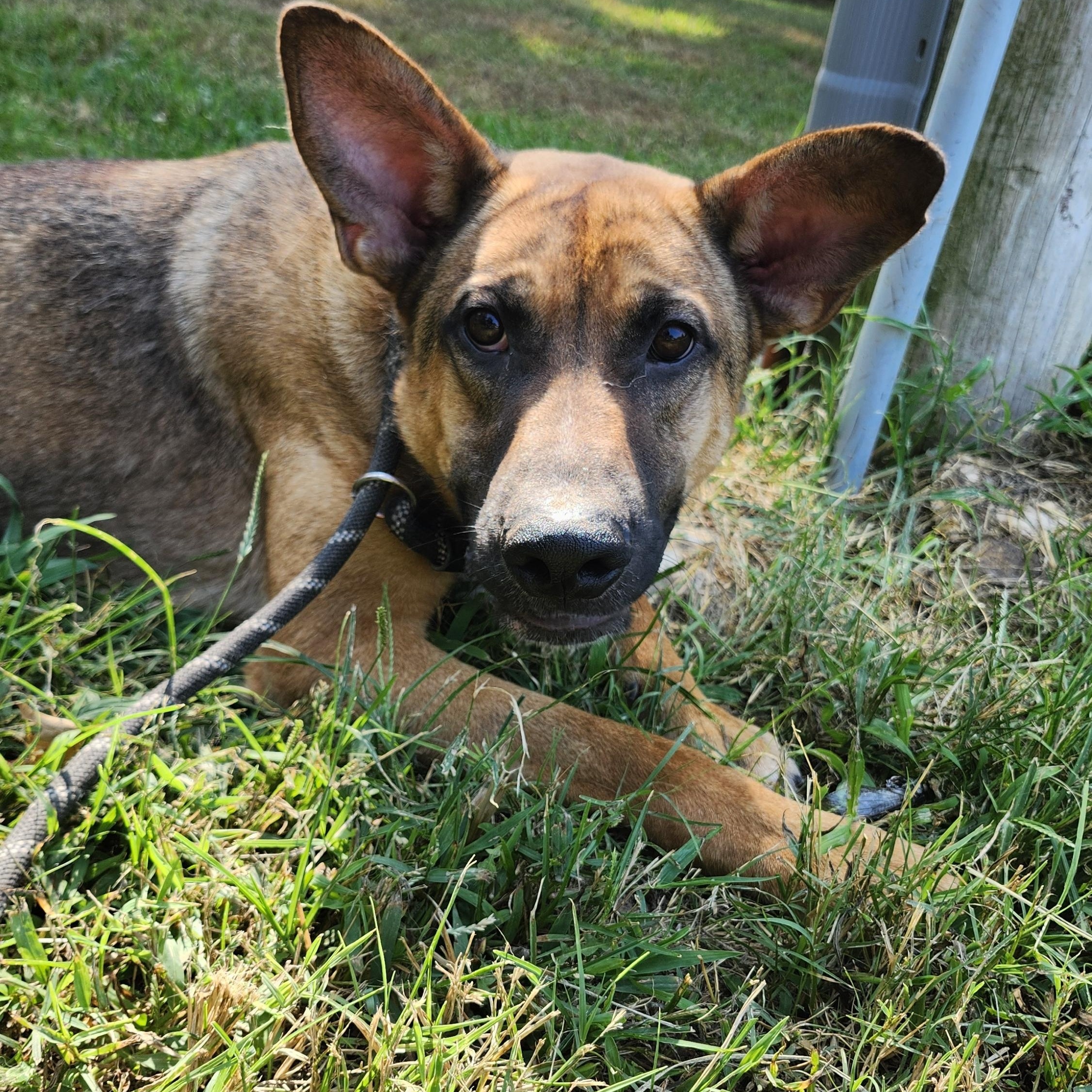 Chuck, Adoptable, Young Male German Shepherd Dog.