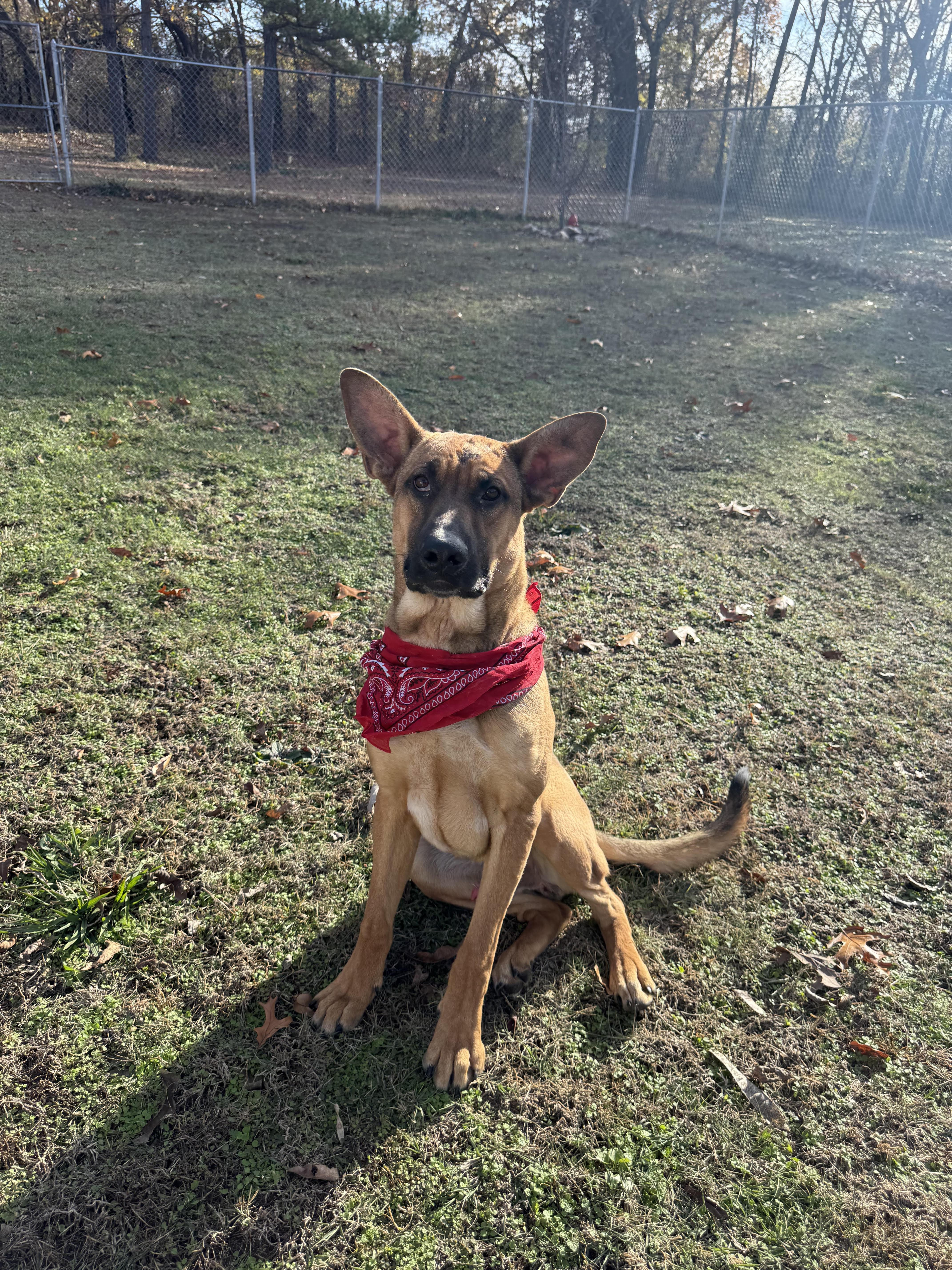 Chuck, Adoptable, Young Male German Shepherd Dog.