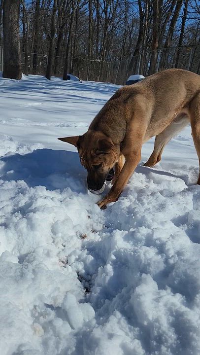 Enlarge Chuck, a Adoptable mixed breed in Tahlequah, OK video 2/6