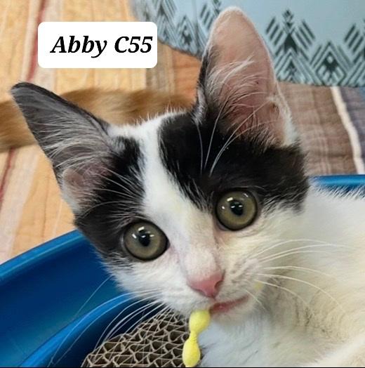 Abby, ADOPTABLE, Kitten Female Domestic Short Hair.