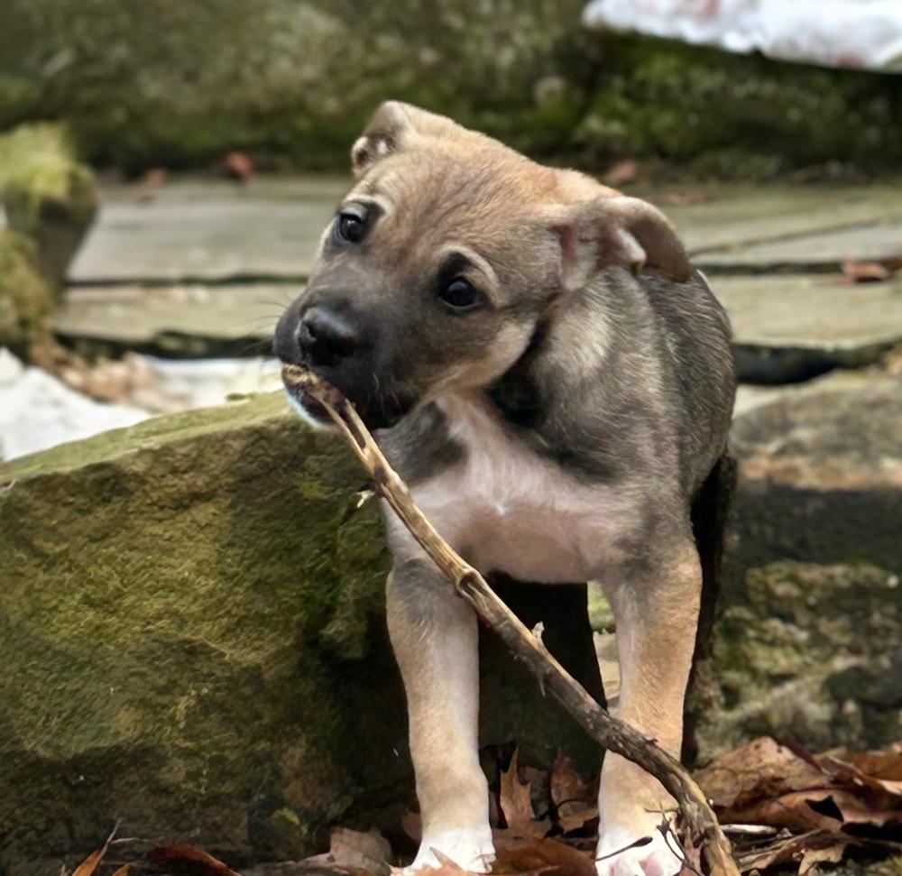 Duke, Adoptable, Puppy Male Shepherd & Mixed Breed.