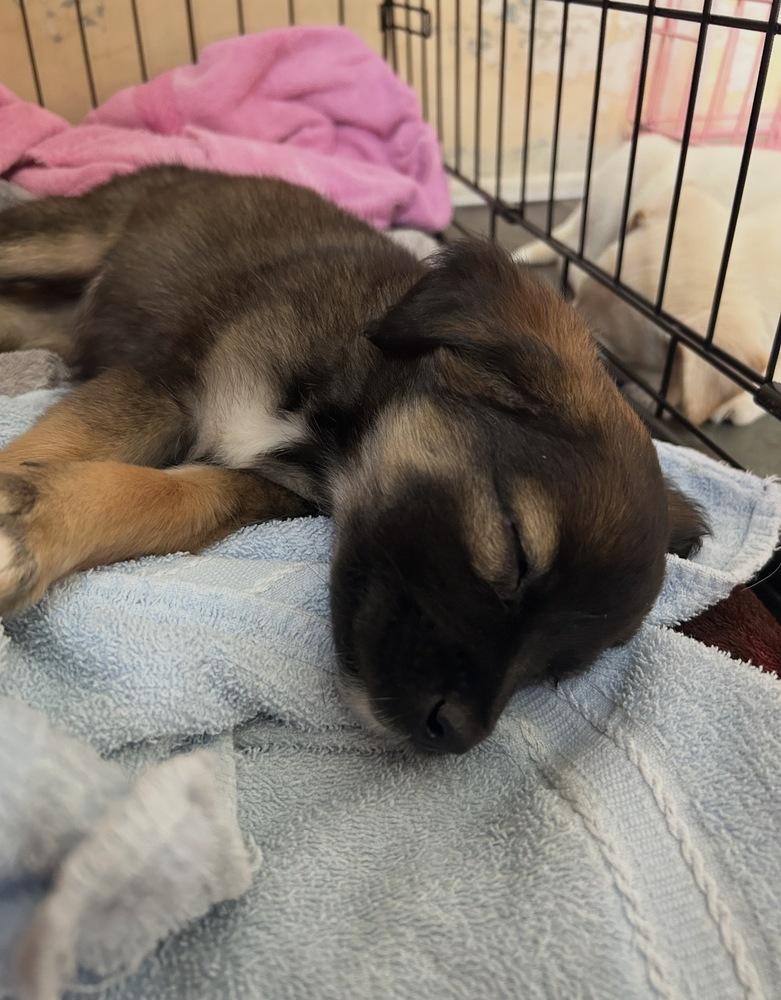 Enlarge Duke, a Adoptable mixed breed in Jefferson Hills, PA image 2/3