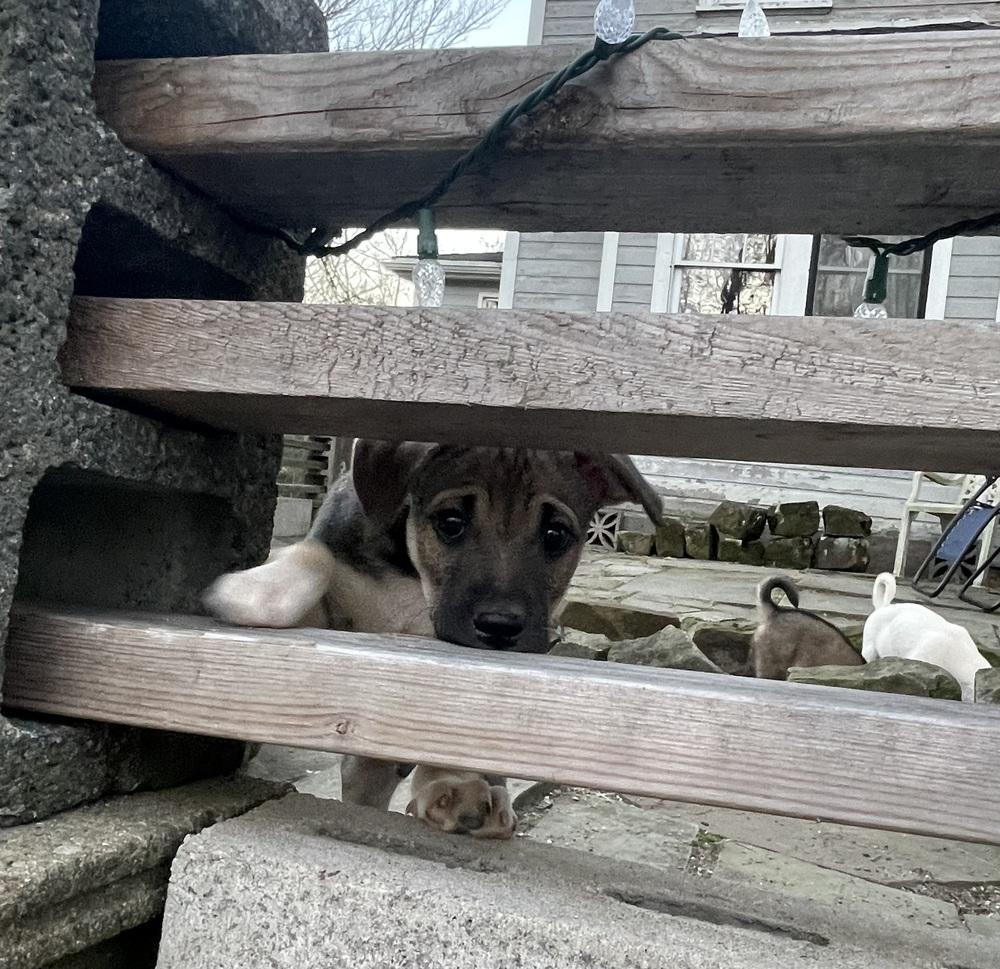 Enlarge Duke, a Adoptable mixed breed in Jefferson Hills, PA image 3/3