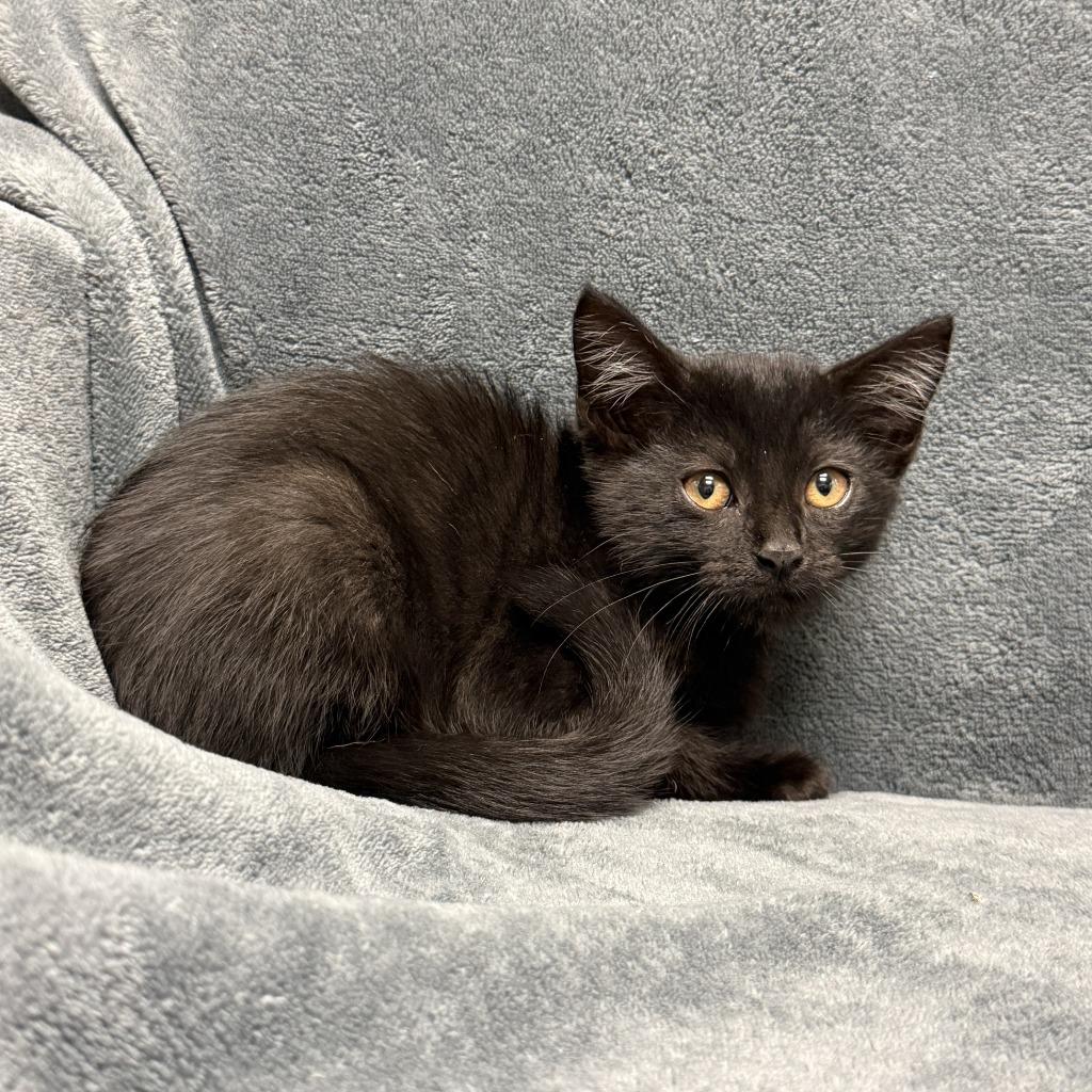 Enlarge Mystique, a Adoptable mixed breed in Brenham, TX image 4/5