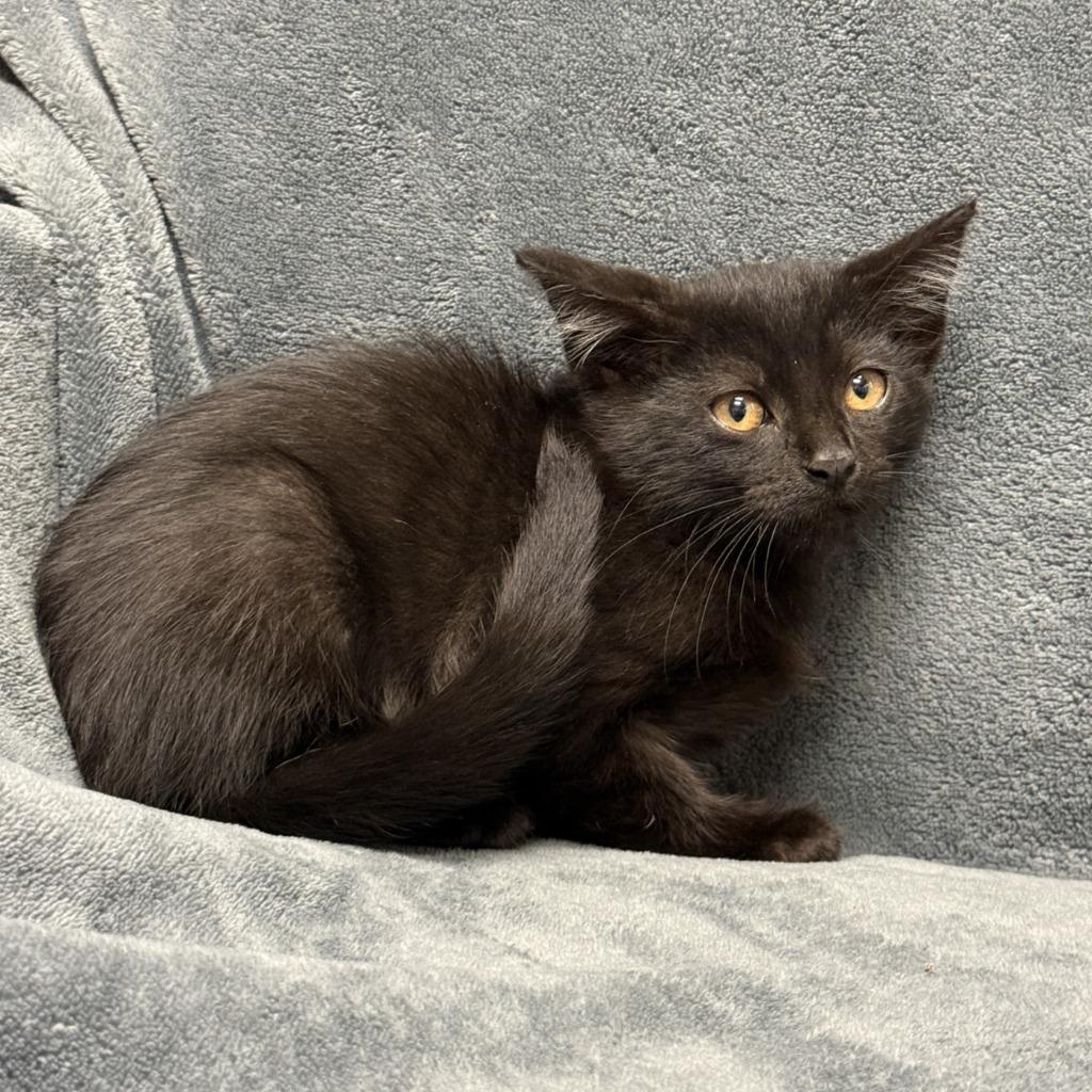 Enlarge Mystique, a Adoptable mixed breed in Brenham, TX image 2/5