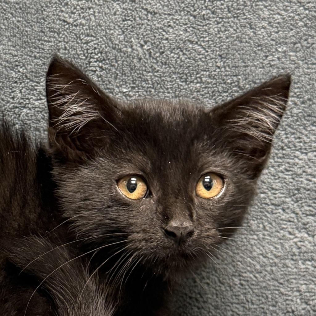 Mystique, Adoptable, Kitten Female Domestic Short Hair.