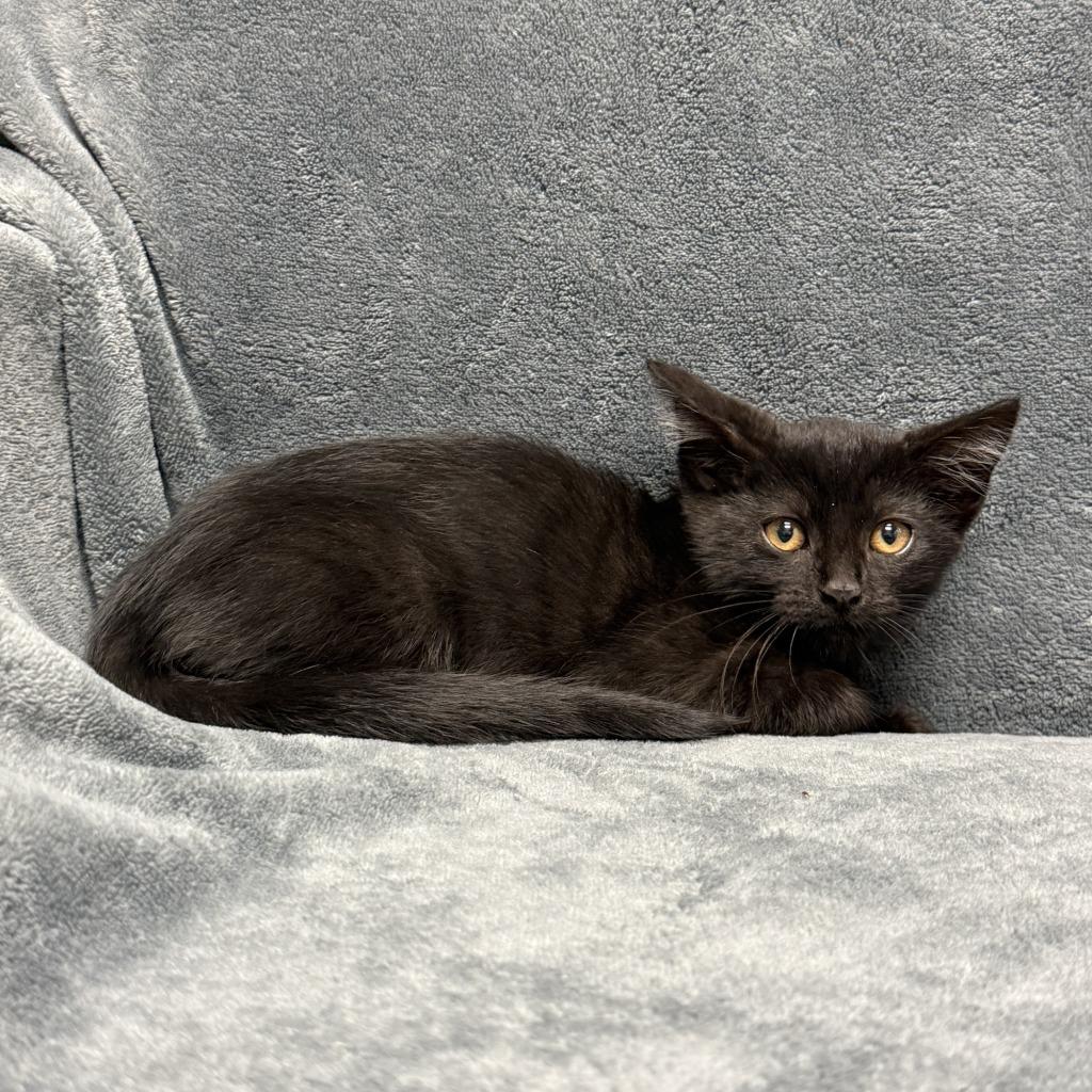 Enlarge Mystique, a Adoptable mixed breed in Brenham, TX image 3/5