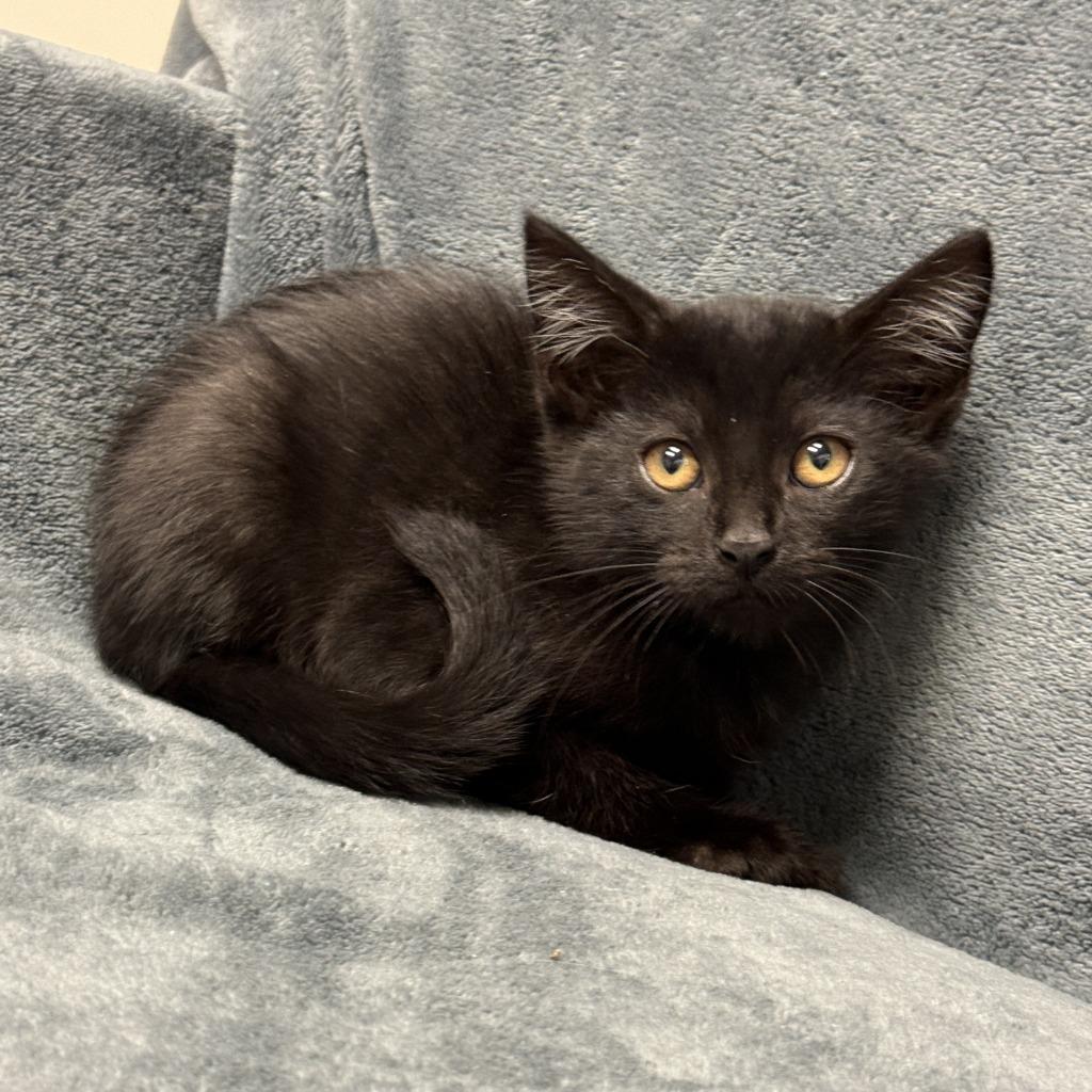 Enlarge Mystique, a Adoptable mixed breed in Brenham, TX image 5/5