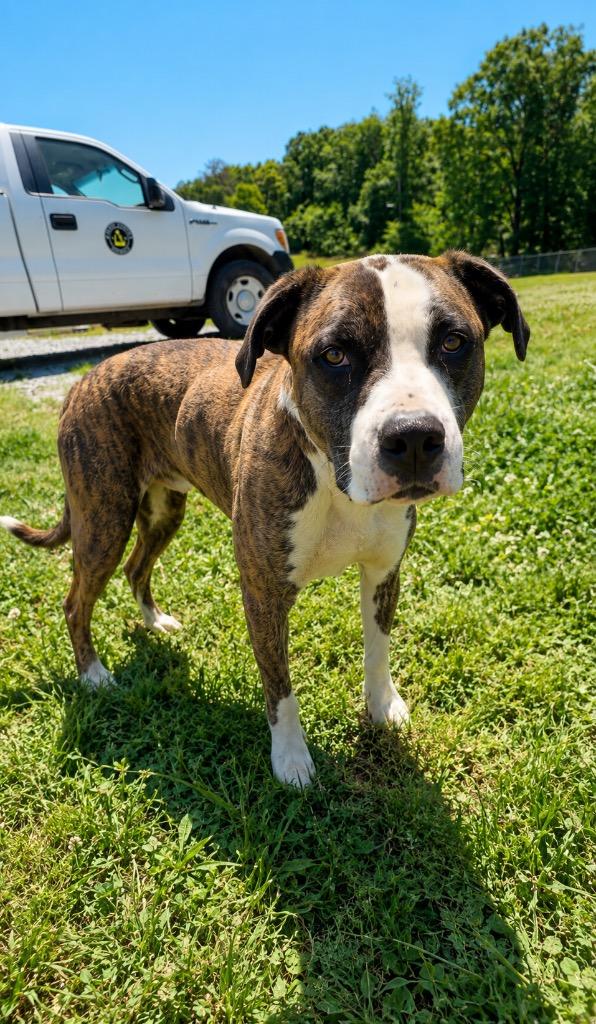 Beau, Adoptable, Young Male Boxer & Mixed Breed.