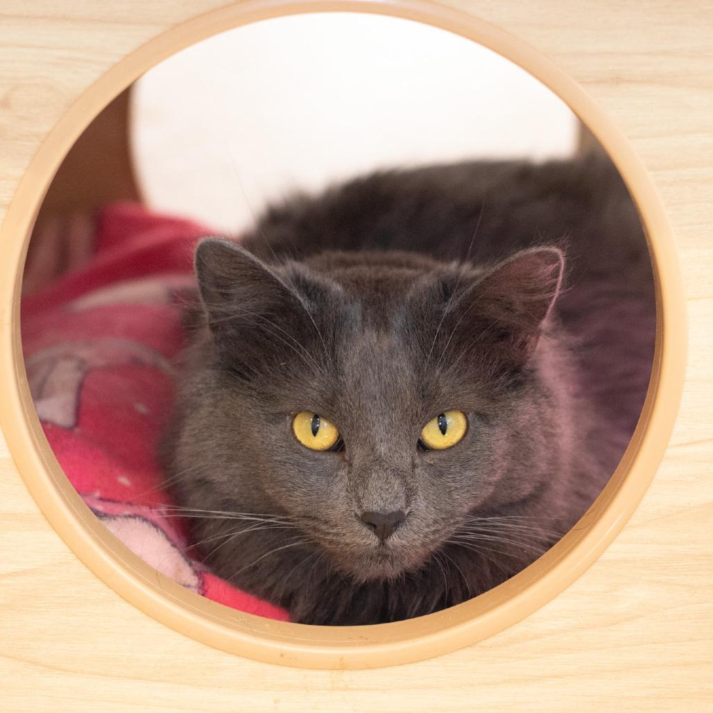 Atomic Kitten, Adoptable, Adult Female Domestic Long Hair.
