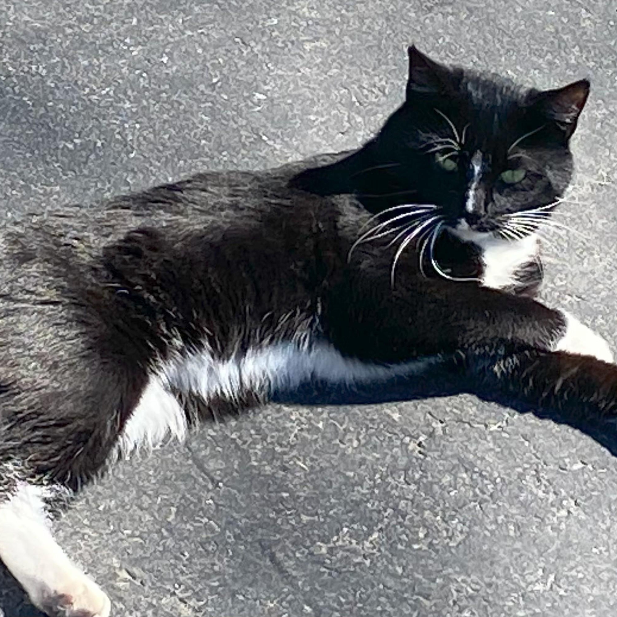Enlarge Romeo, a ADOPTABLE Domestic Short Hair in Johnson City, TN image 1/1