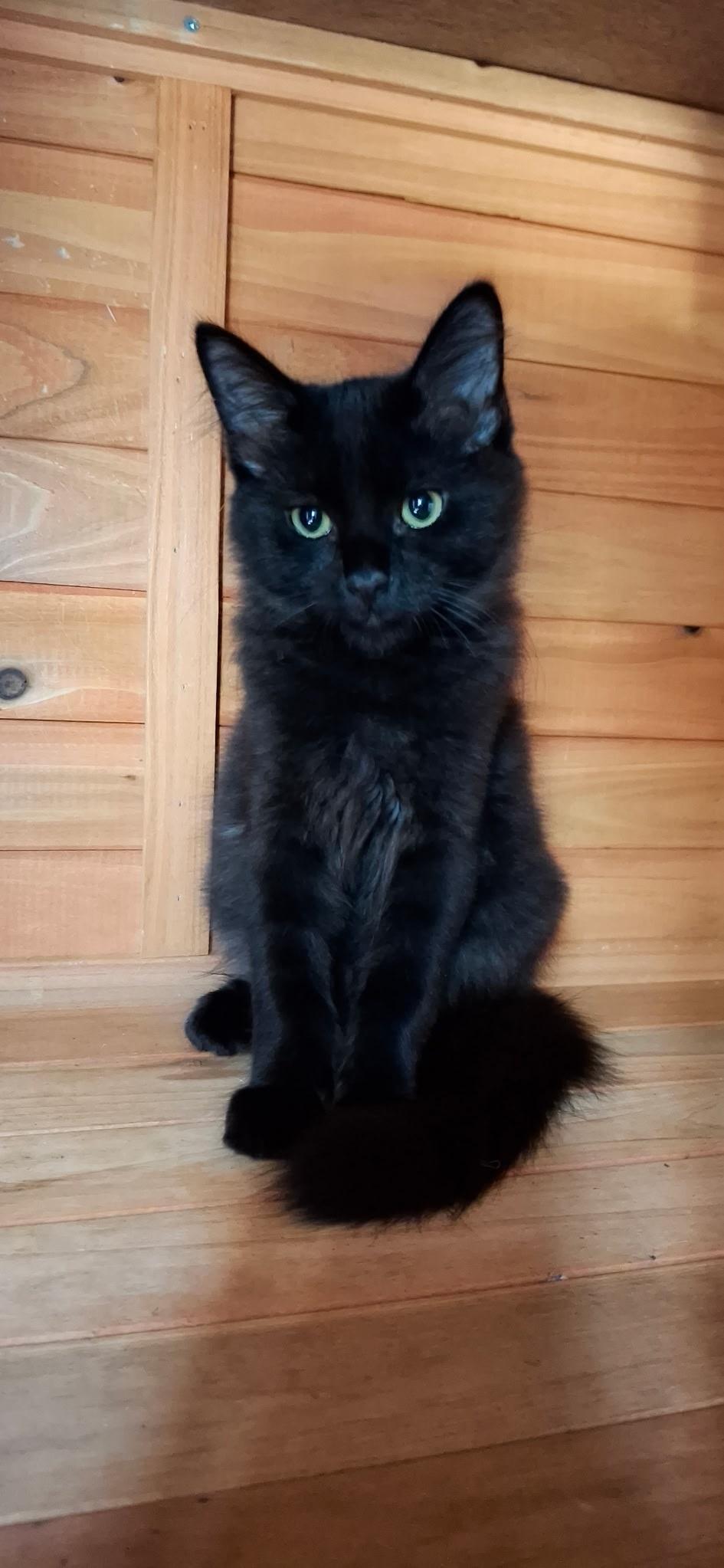 Enlarge Harry, a Adoptable Domestic Medium Hair in Westminster, CA image 2/2