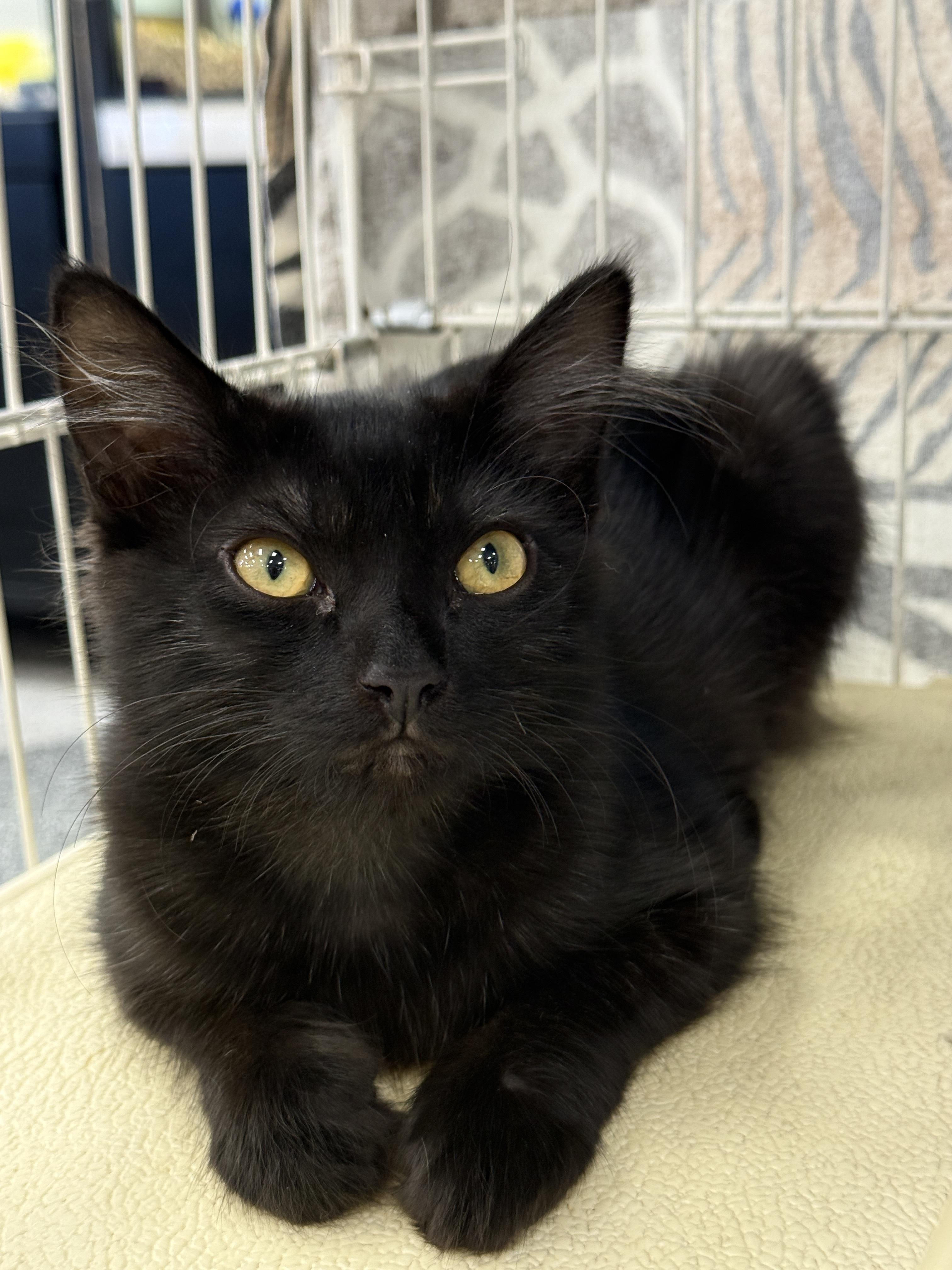 Enlarge Harry, a Adoptable Domestic Medium Hair in Westminster, CA image 1/2