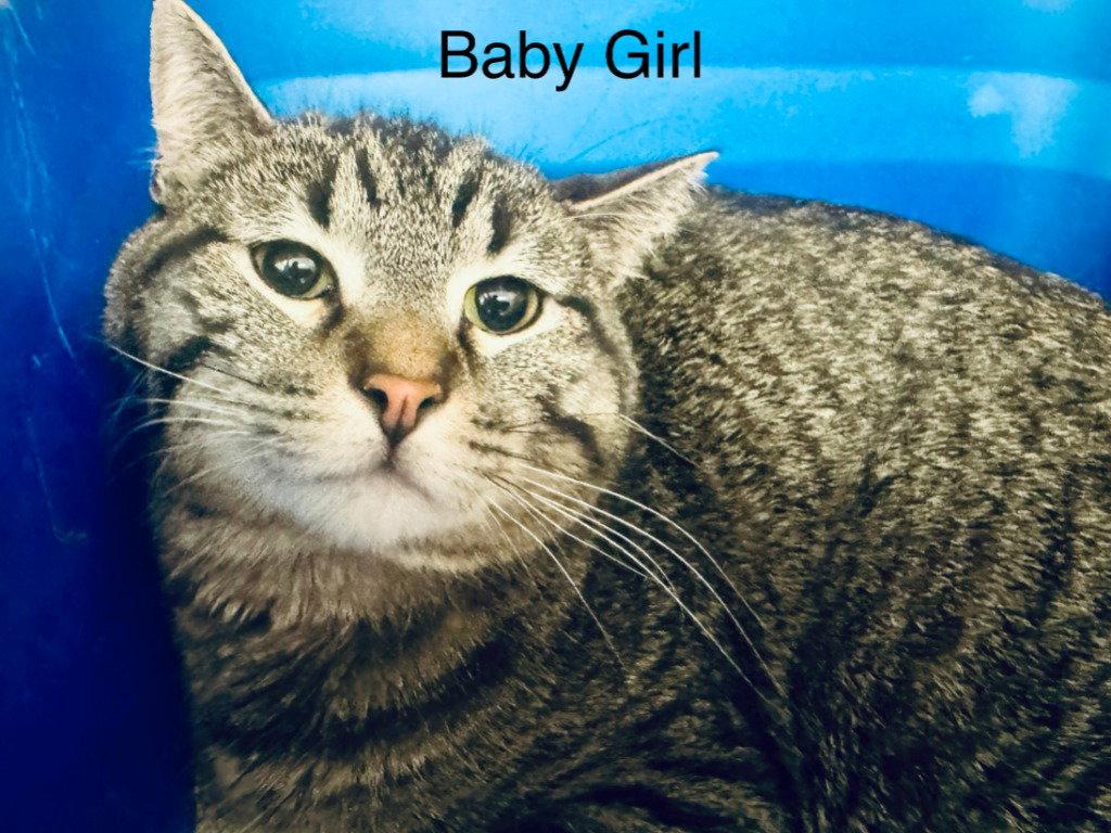 Enlarge Baby Girl, a Adoptable Domestic Short Hair in Saint George, UT image 1/1