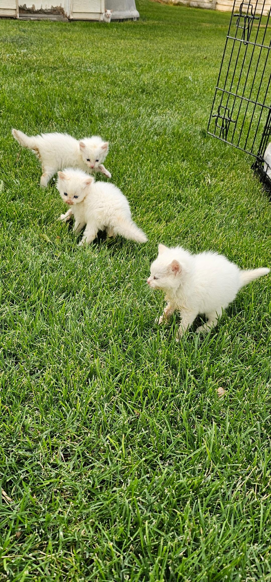 Enlarge Whisper, a Adopted mixed breed in Buhl, ID image 1/3
