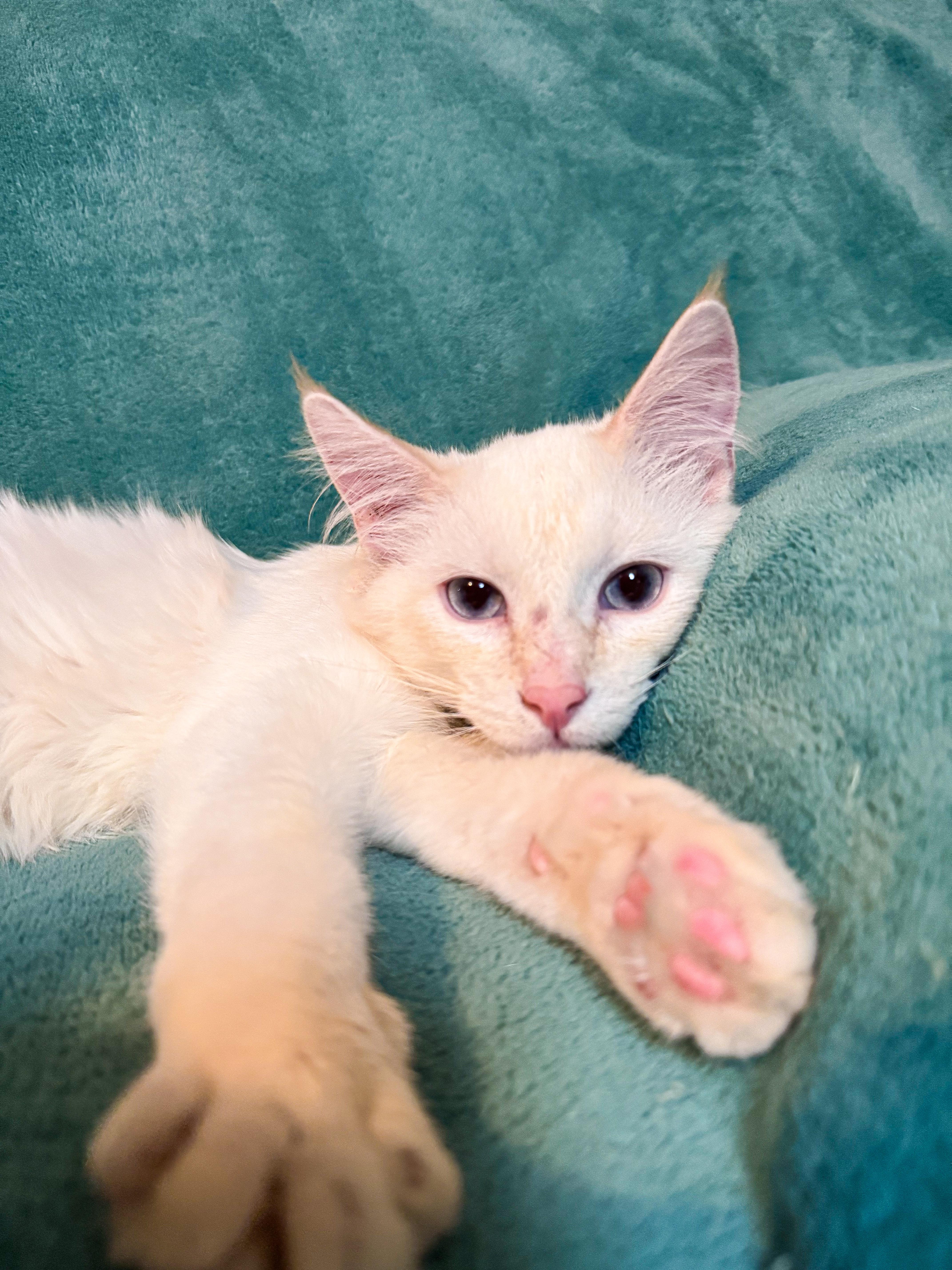 Enlarge Whisper, a Adopted mixed breed in Buhl, ID image 2/3