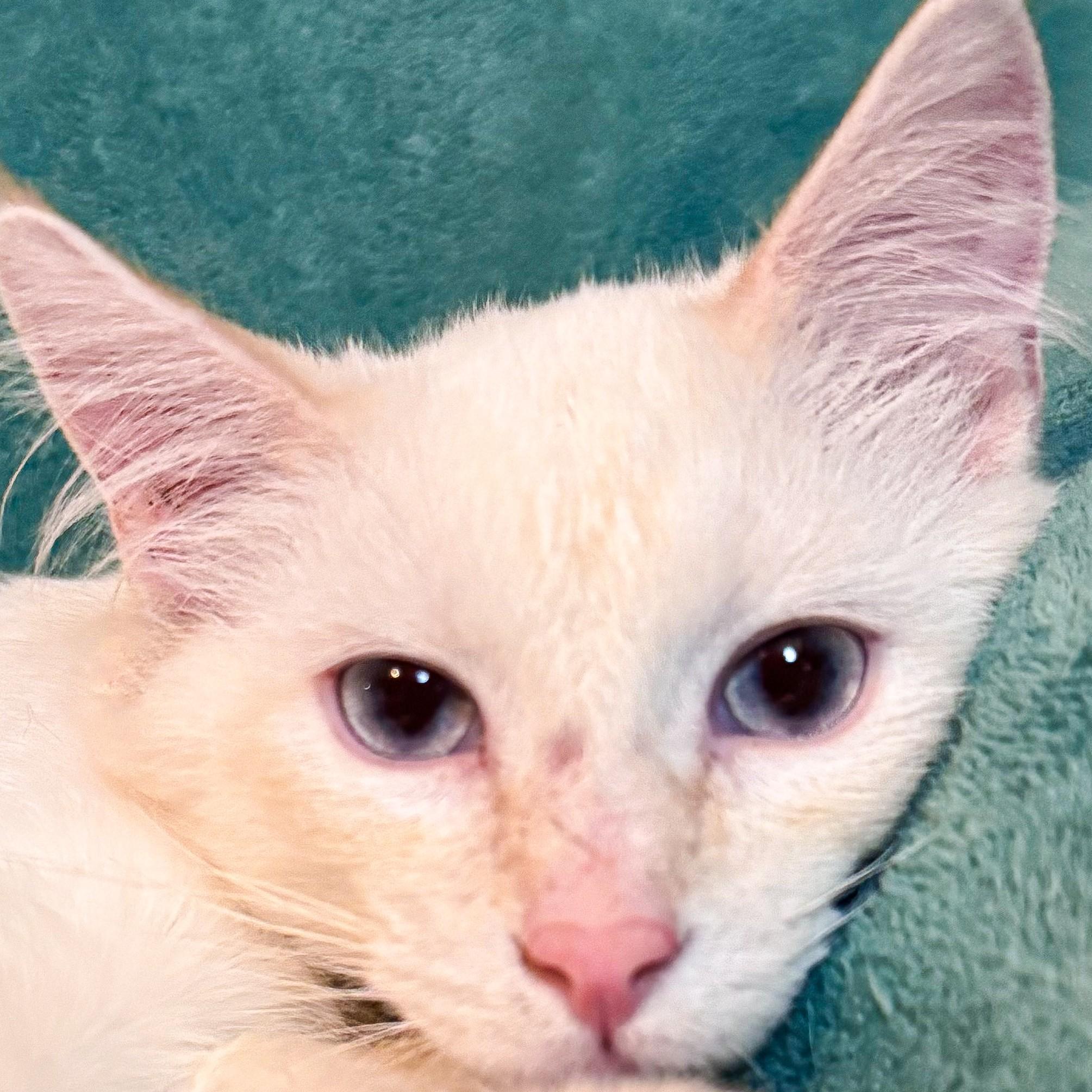 Enlarge Whisper, a Adopted mixed breed in Buhl, ID image 3/3