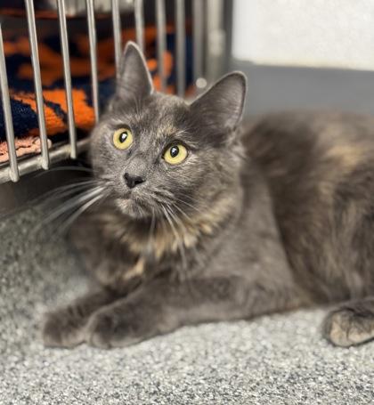 Baby Lovie, adoptable, Young Female Domestic Short Hair & Tortoiseshell.