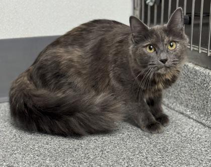 Enlarge Baby Lovie, an adoptable mixed breed in Tinley Park, IL image 2/2