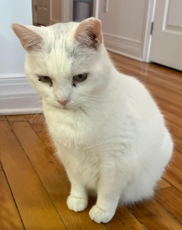 Enlarge Fleur Delacour, a ADOPTABLE Domestic Short Hair in Montreal, QC image 1/1