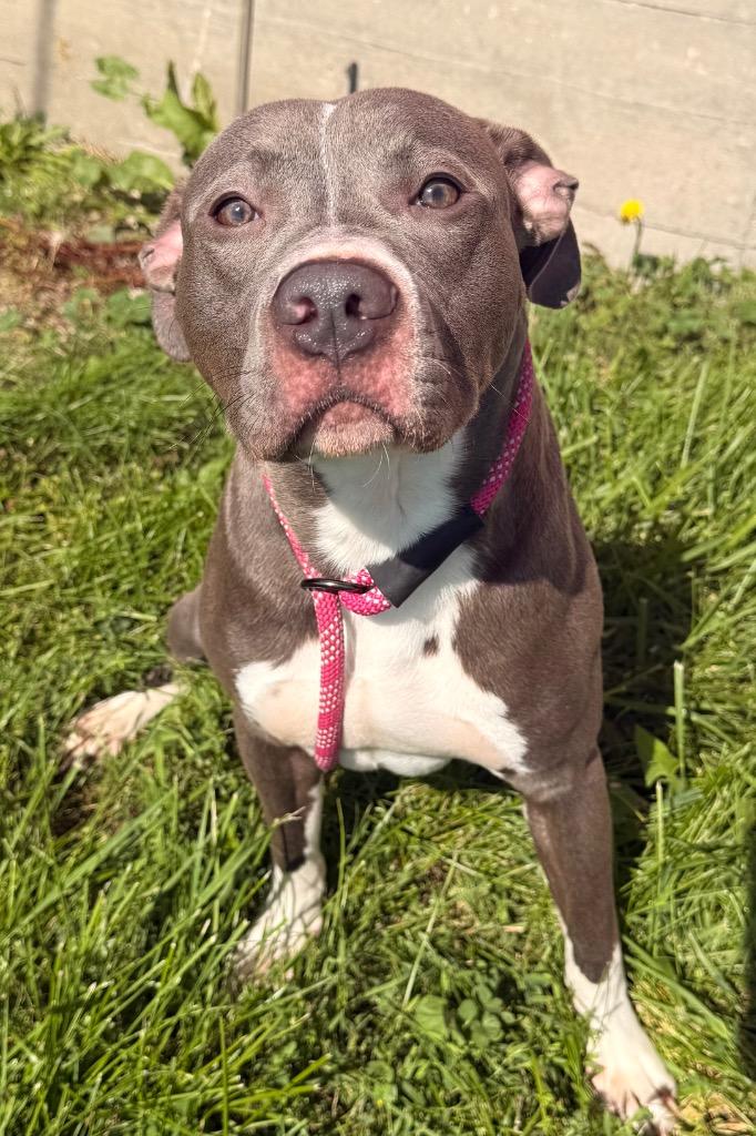 Enlarge Mako - PENDING ADOPTION, a Adoptable mixed breed in Defiance, OH image 1/5