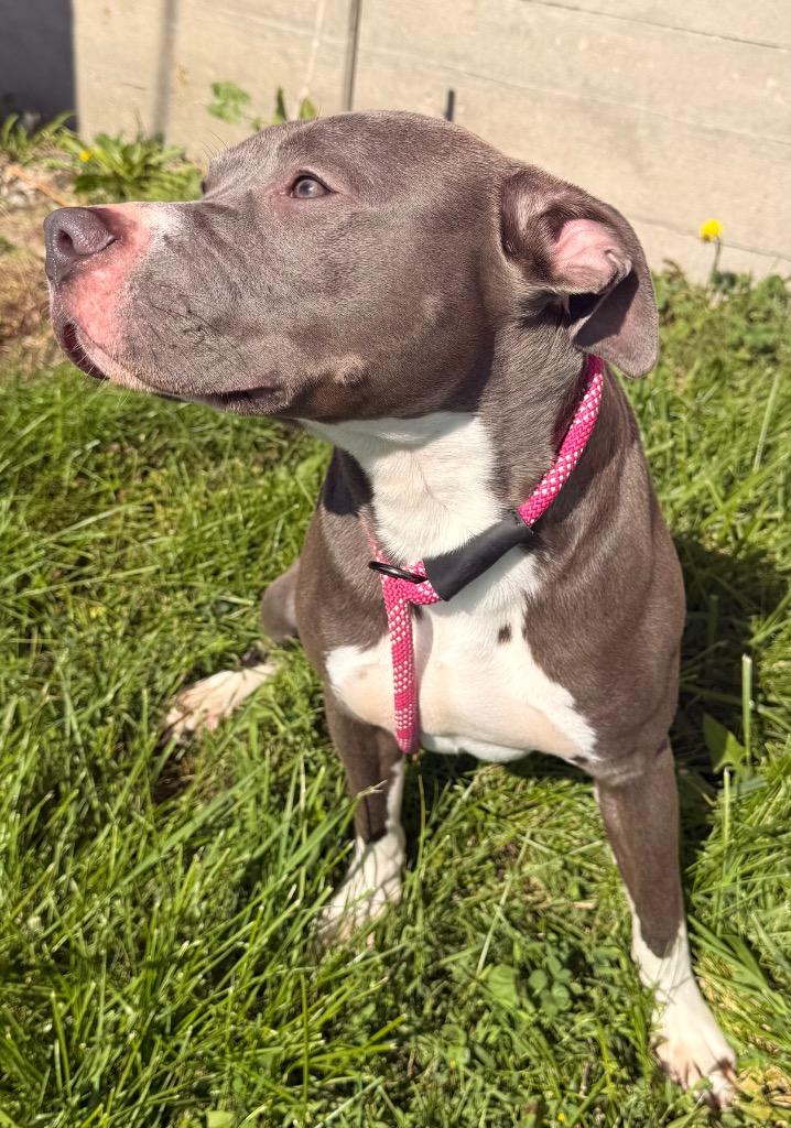 Enlarge Mako - PENDING ADOPTION, a Adoptable mixed breed in Defiance, OH image 2/5