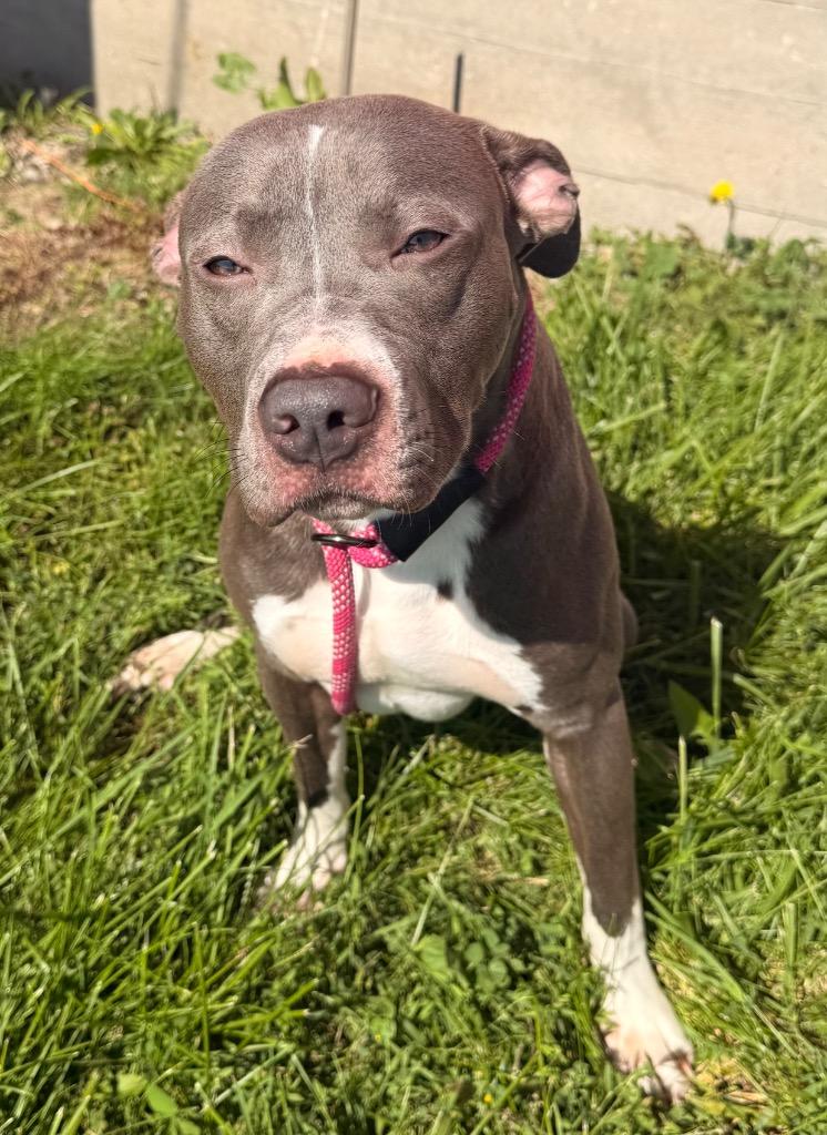 Enlarge Mako - PENDING ADOPTION, a Adoptable mixed breed in Defiance, OH image 3/5