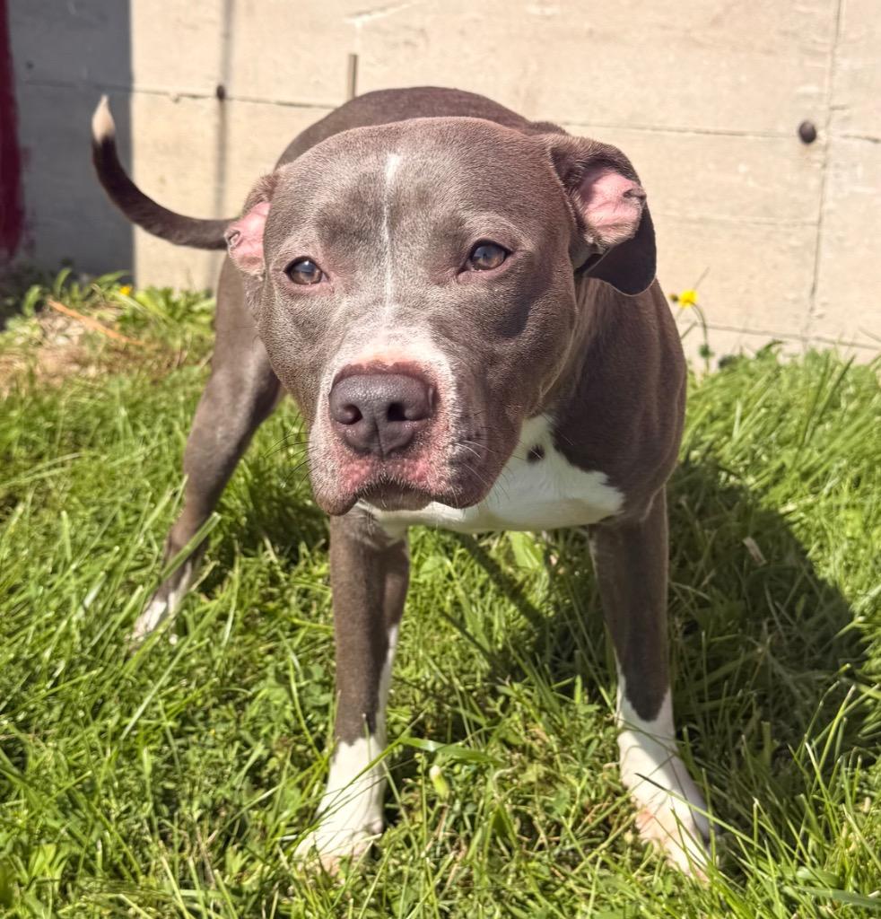 Enlarge Mako - PENDING ADOPTION, a Adoptable mixed breed in Defiance, OH image 4/5