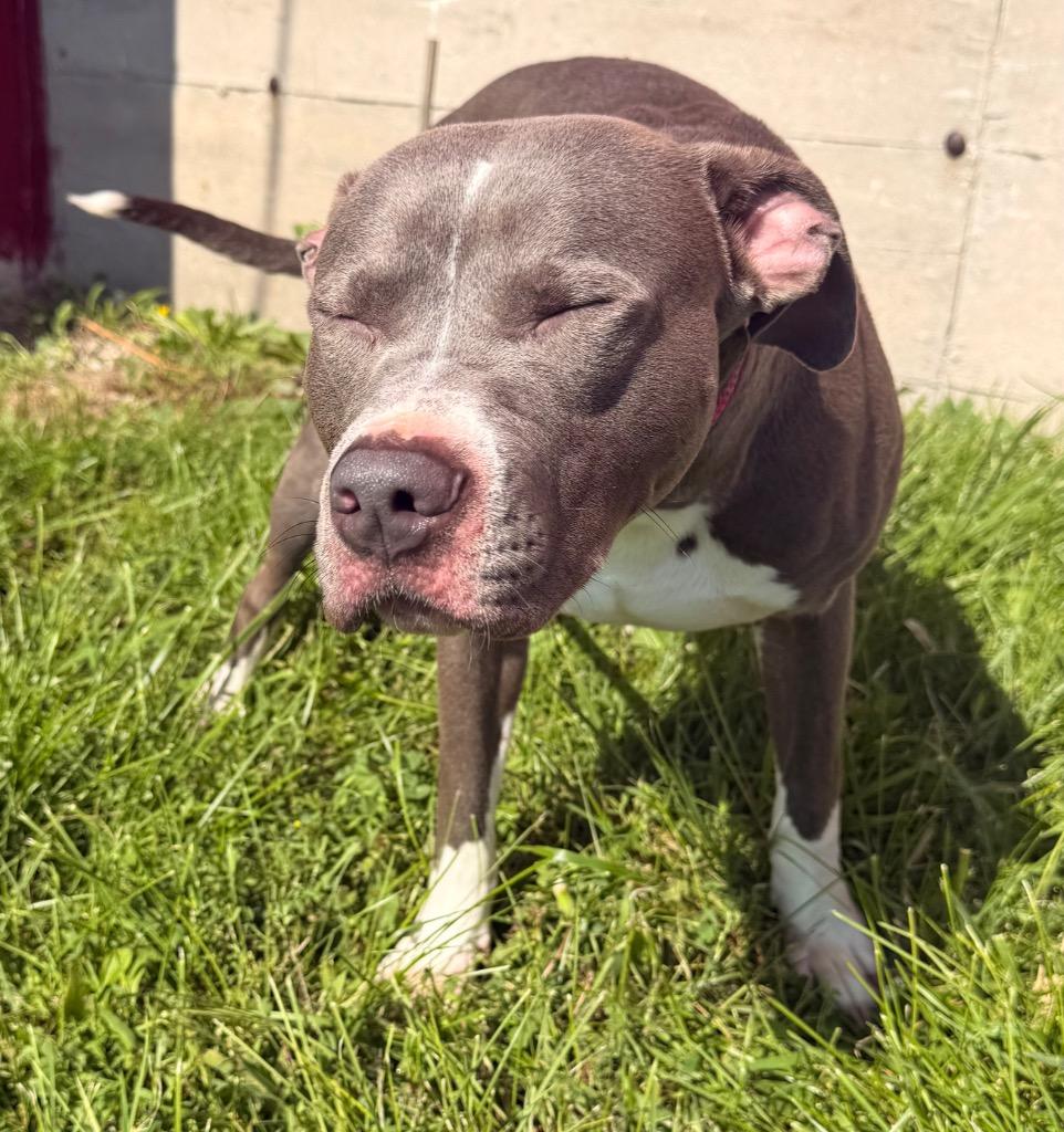 Enlarge Mako - PENDING ADOPTION, a Adoptable mixed breed in Defiance, OH image 5/5