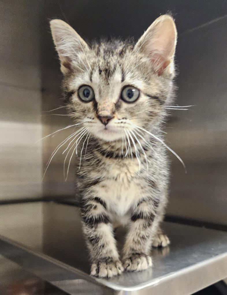 Enlarge Saturn, a Adoptable mixed breed in Great Bend, KS image 1/1