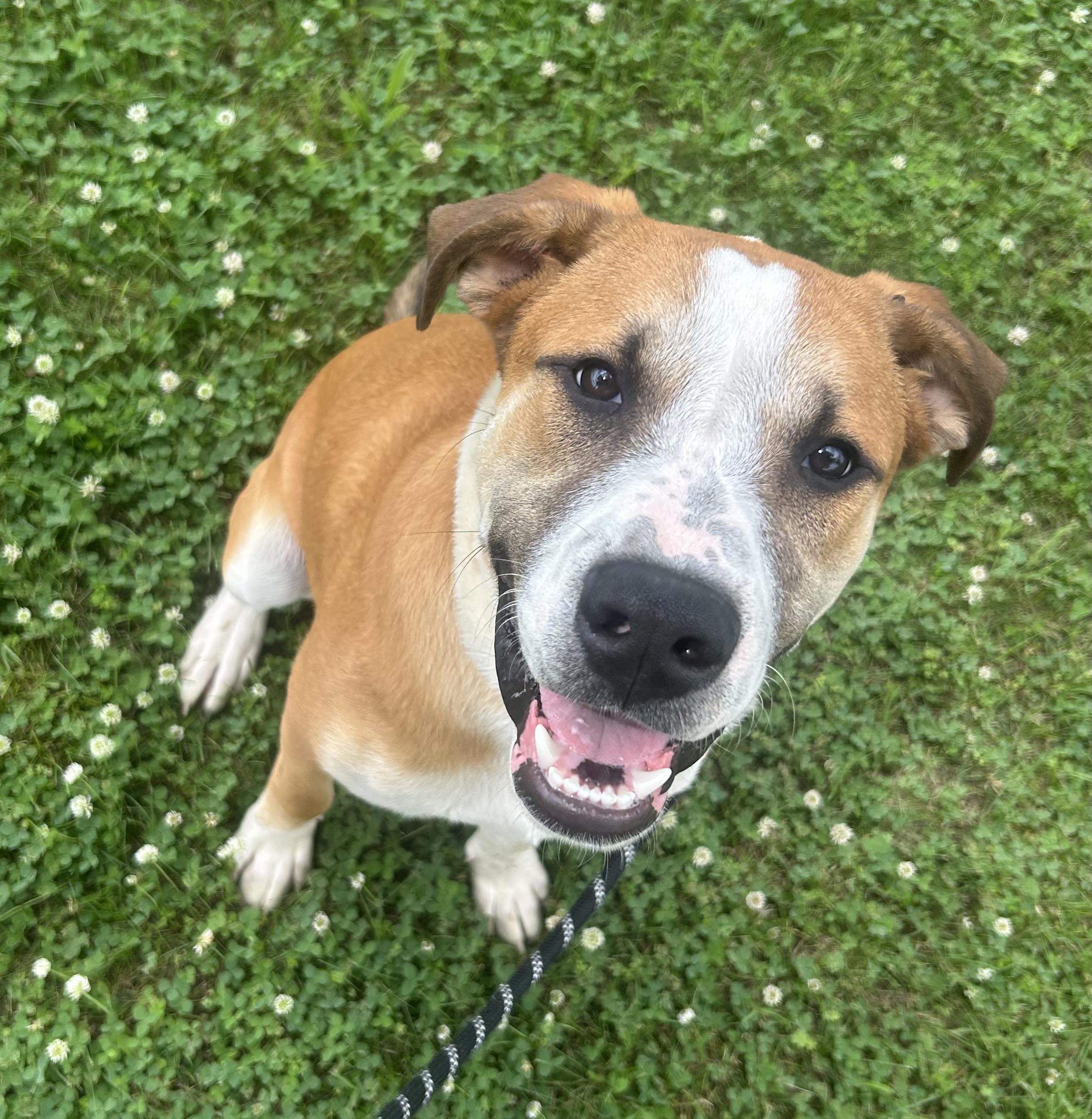 Rusty, a ADOPTABLE mixed breed in Siloam Springs, AR image 3/3