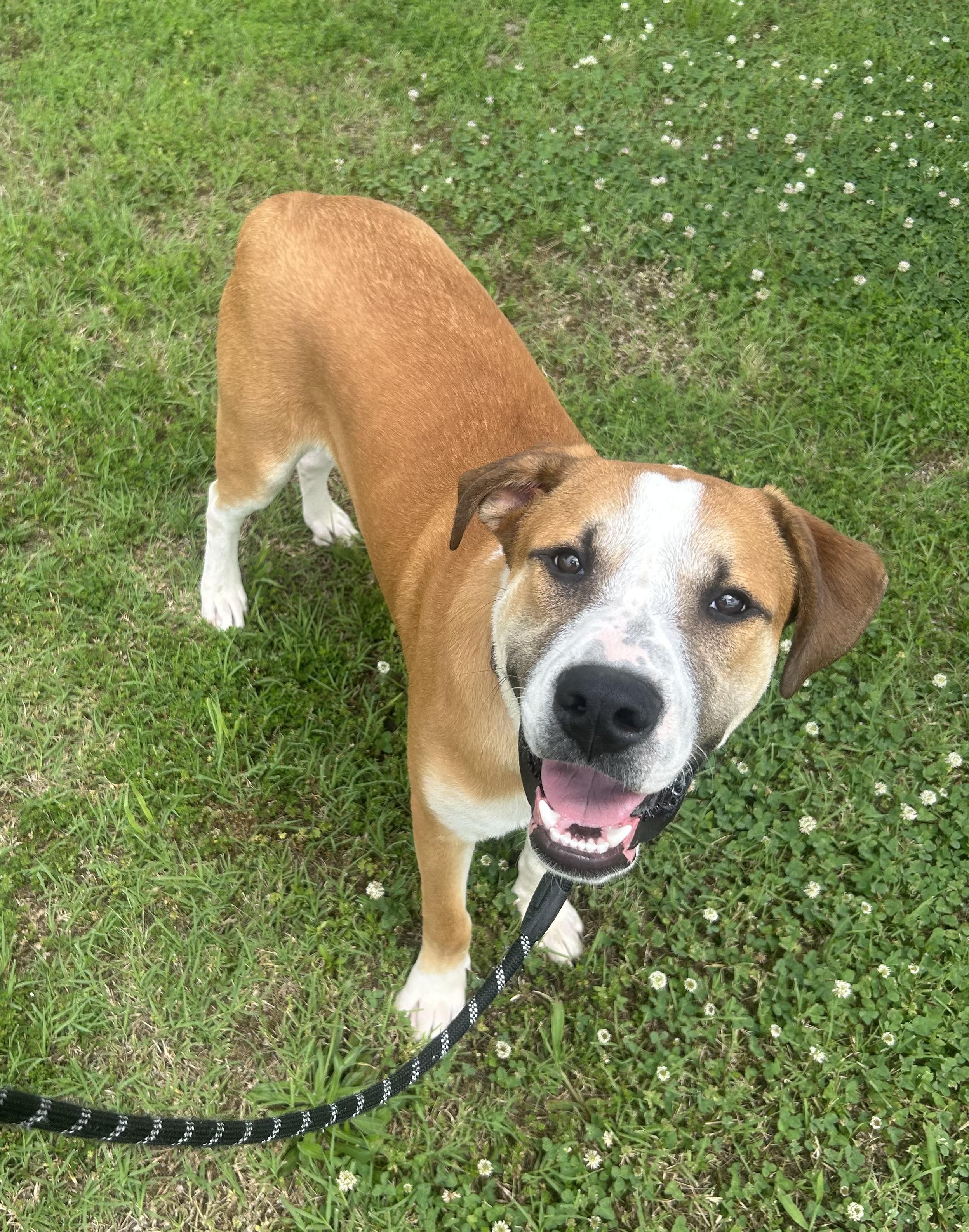 Rusty, a ADOPTABLE mixed breed in Siloam Springs, AR image 1/3