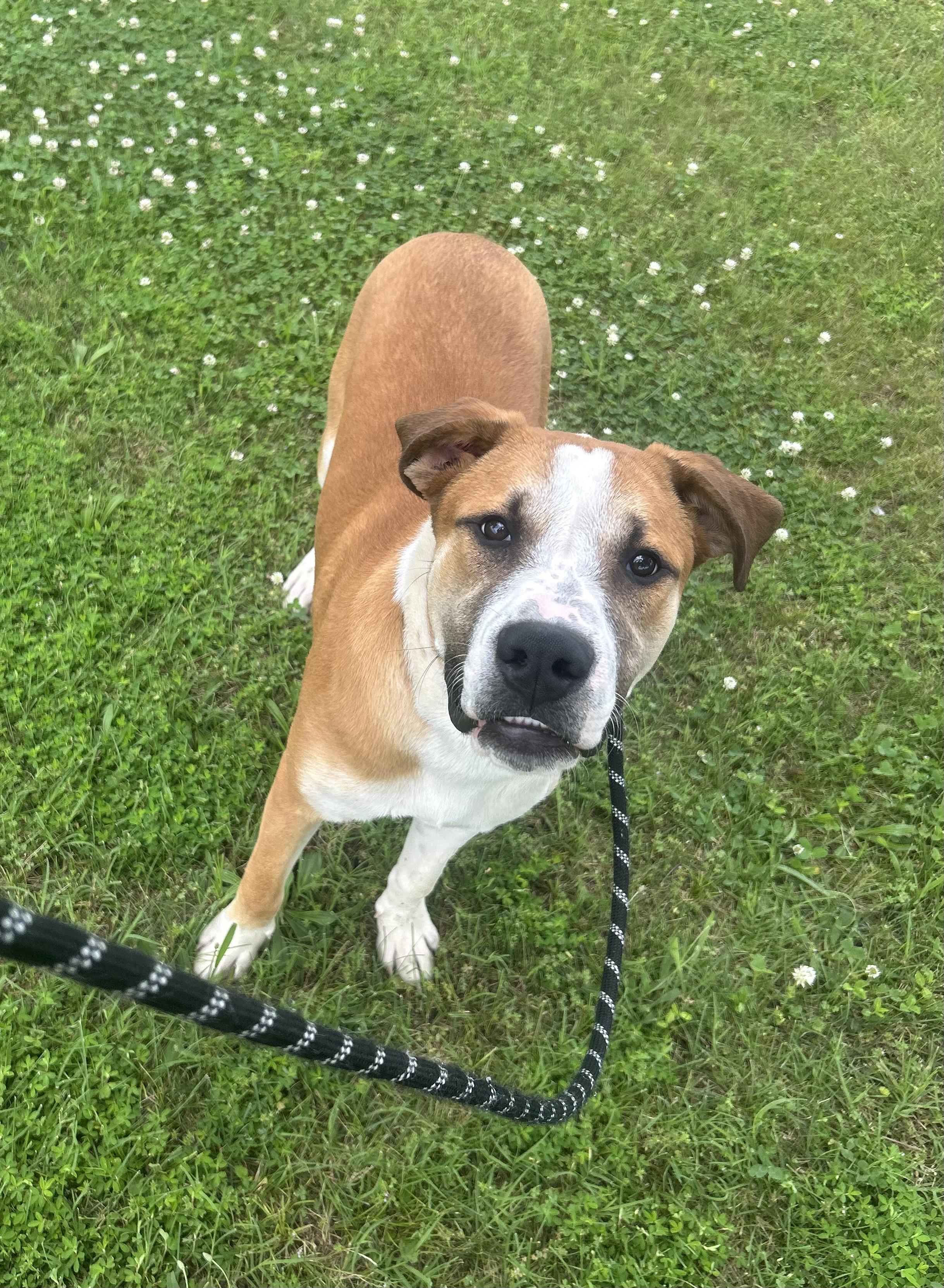 Rusty, a ADOPTABLE mixed breed in Siloam Springs, AR image 2/3