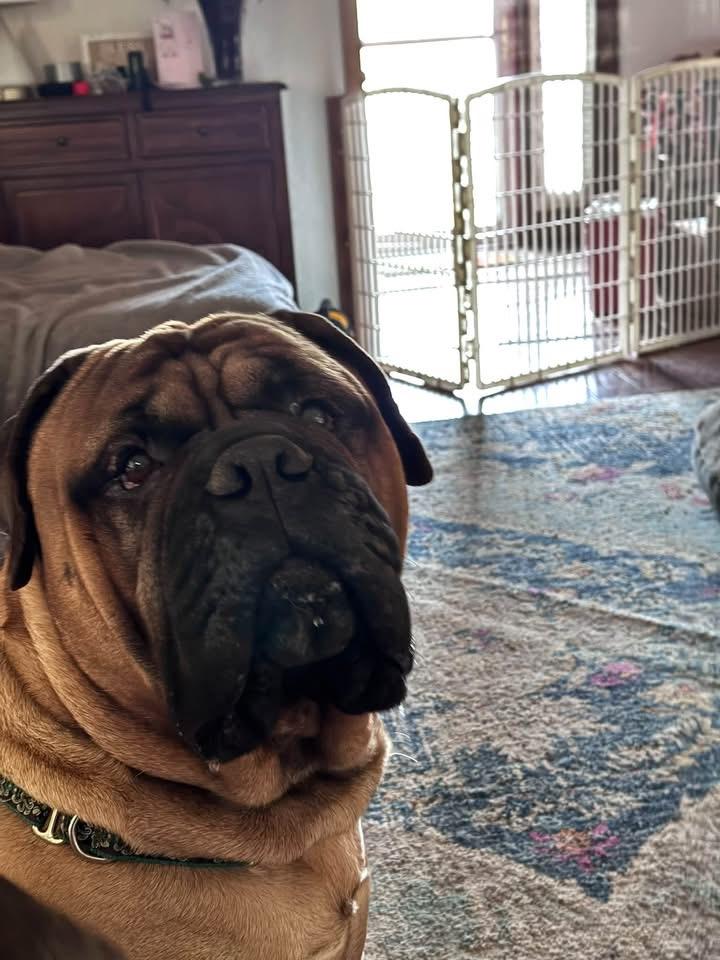 Enlarge Taz. - IN, a ADOPTABLE Bullmastiff in Lisle, IL image 4/4