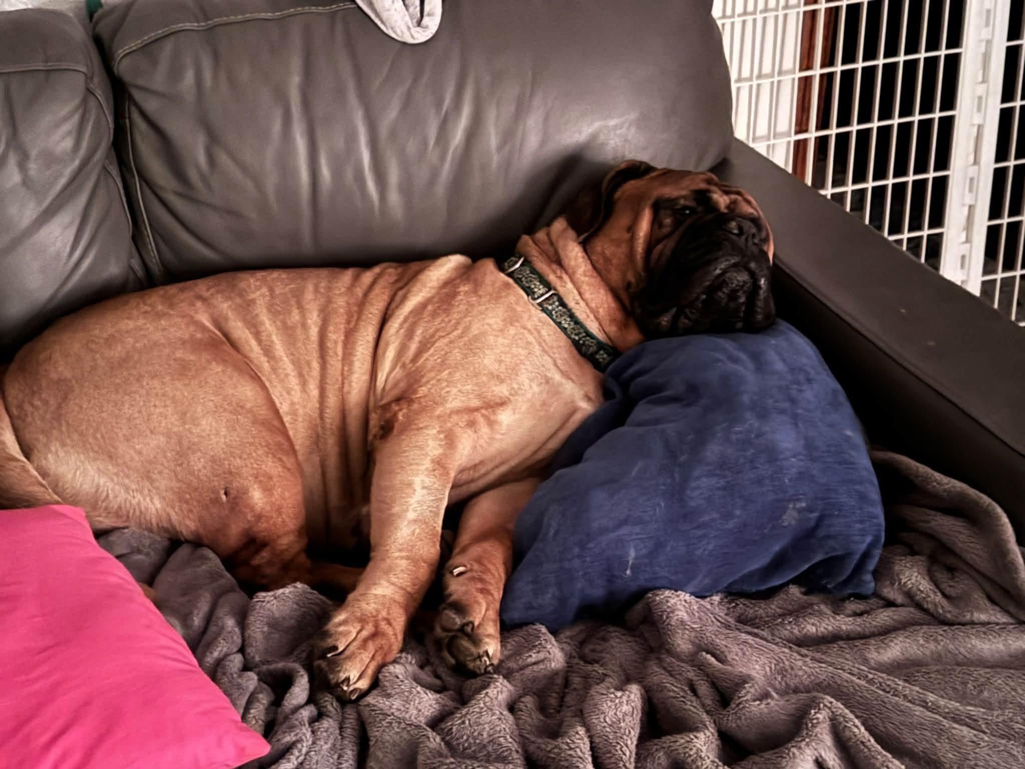 Enlarge Taz. - IN, a ADOPTABLE Bullmastiff in Lisle, IL image 2/4