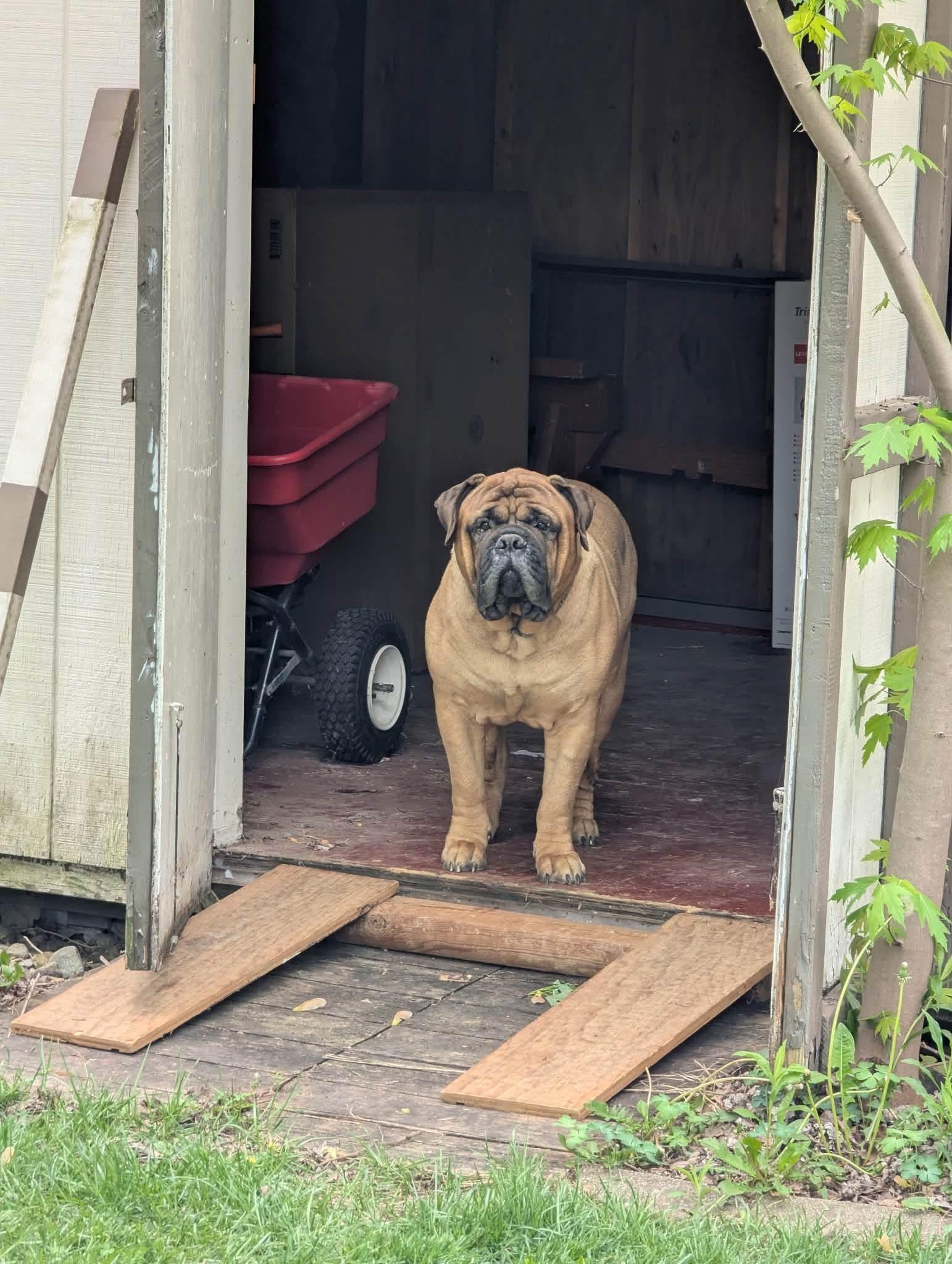 Enlarge Taz. - IN, a ADOPTABLE Bullmastiff in Lisle, IL image 3/4