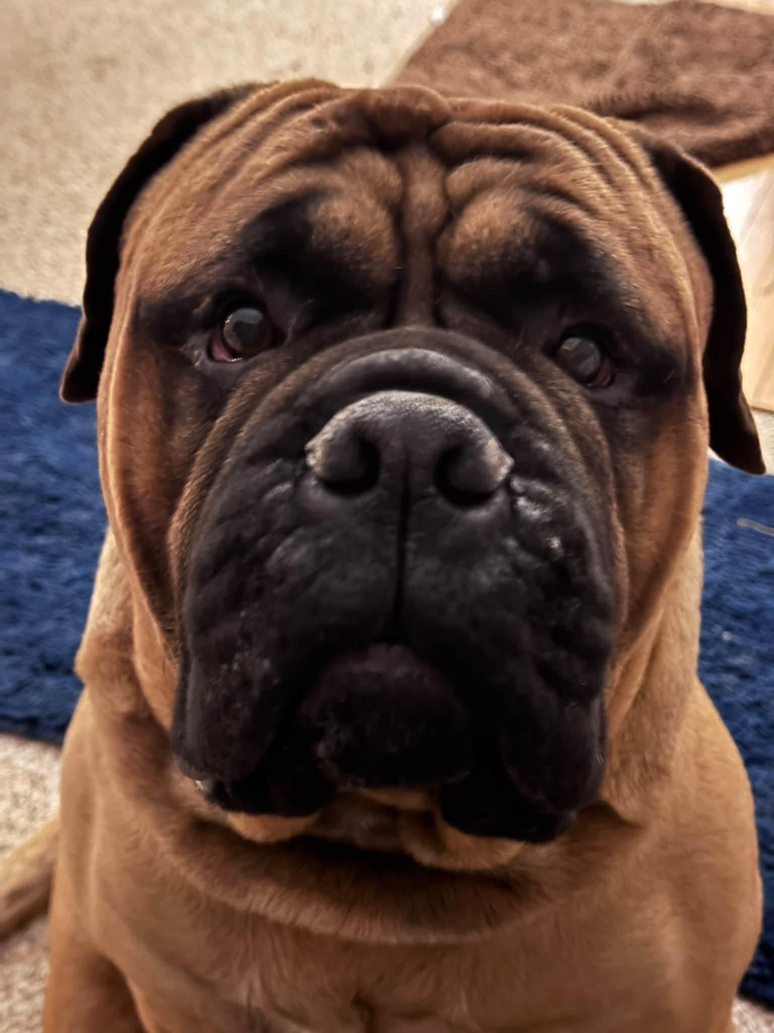 Taz. - IN, ADOPTABLE, Adult Male Bullmastiff.