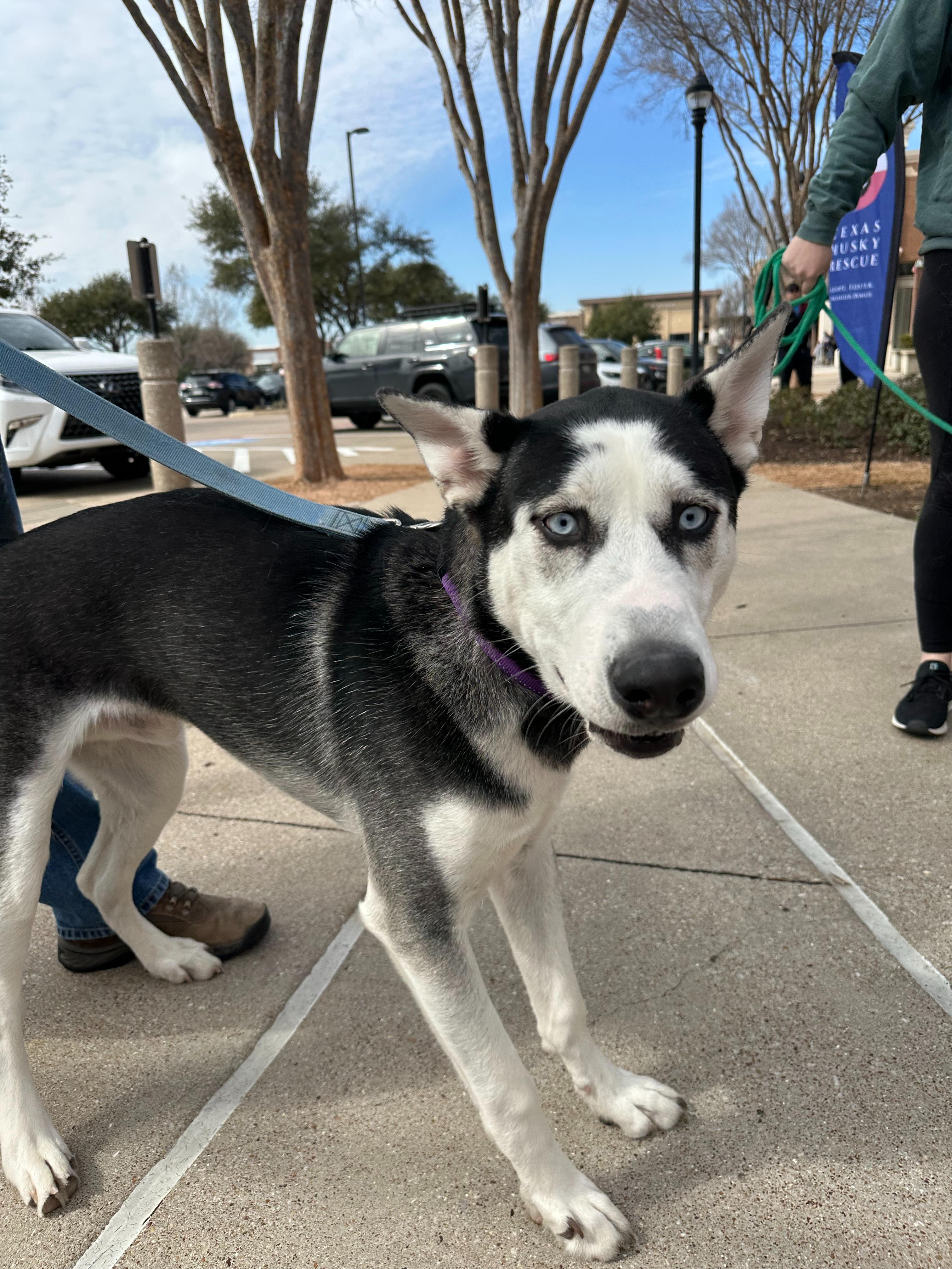 Lychee, a Adoptable Siberian Husky in Carrollton, TX image 1/4