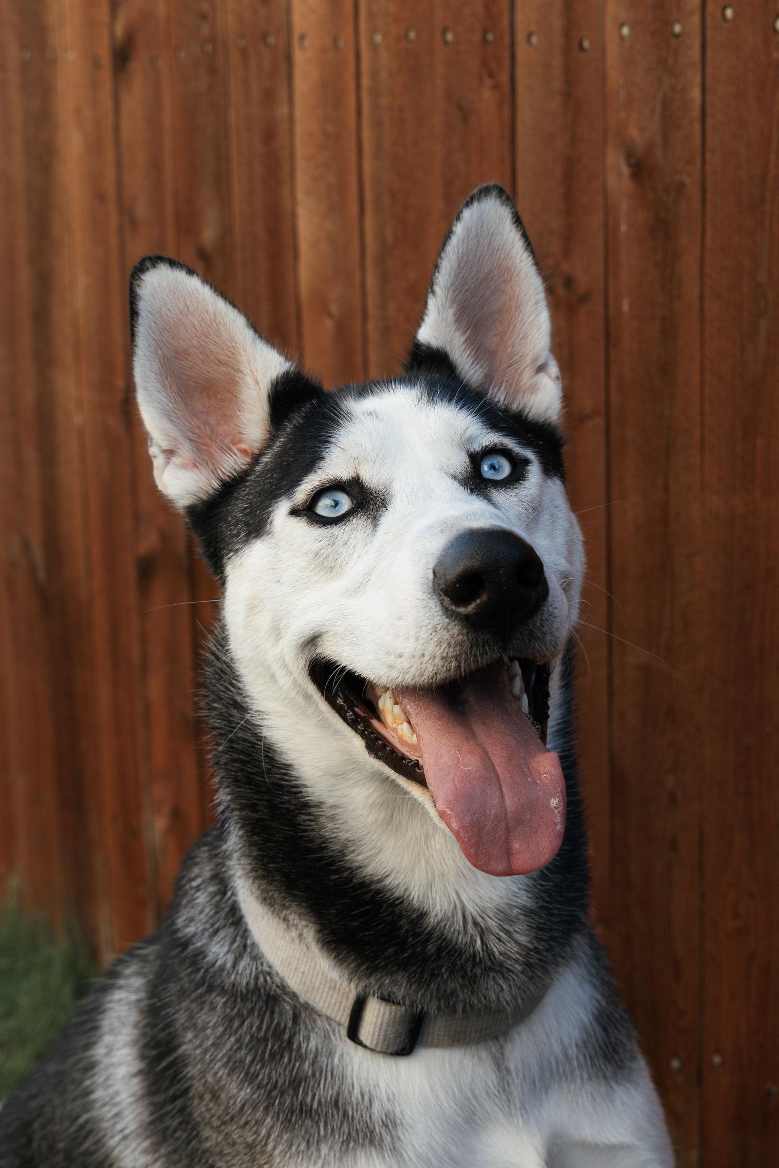 Lychee, Adoptable, Young Male Siberian Husky.