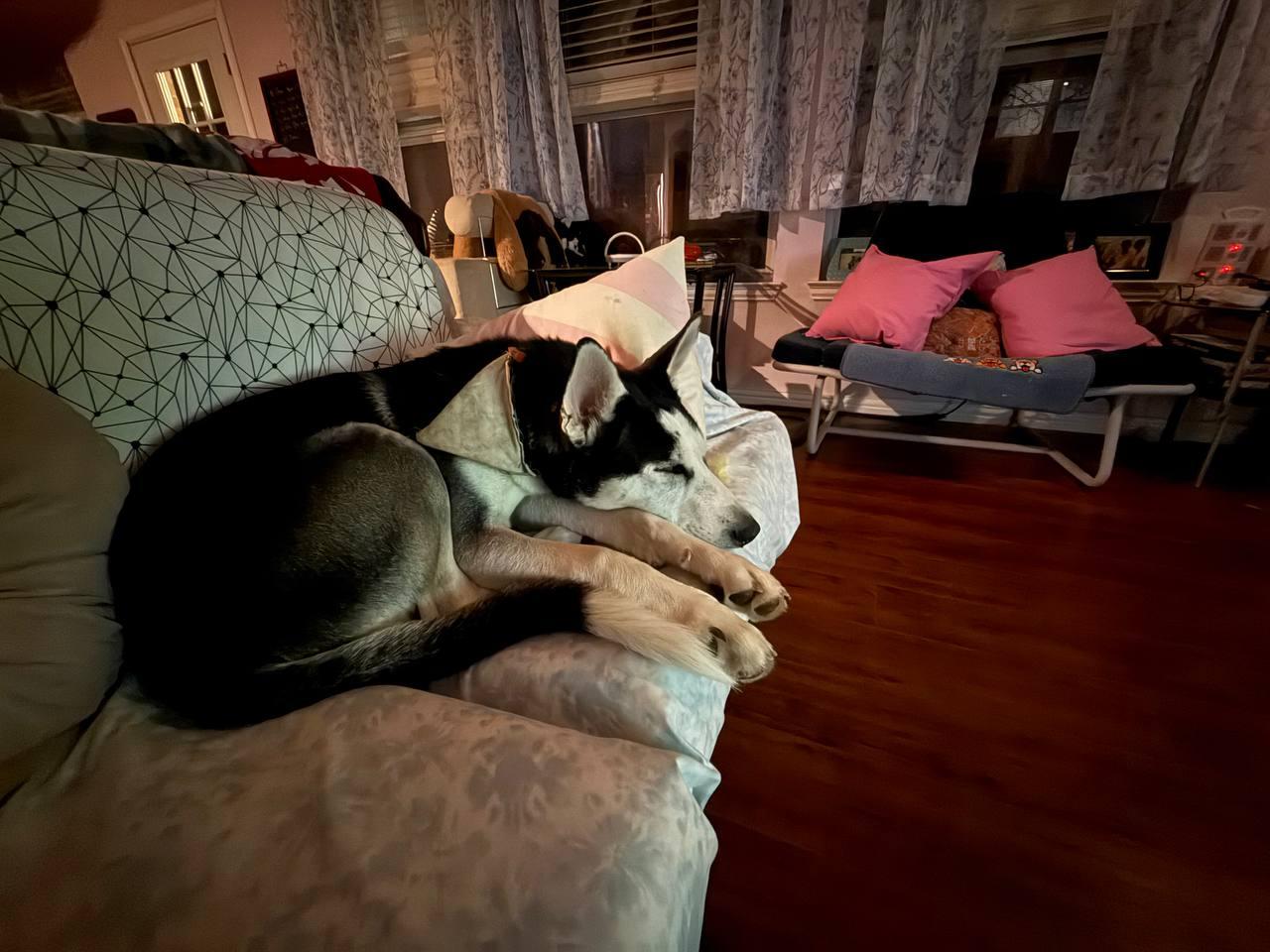 Lychee, a Adoptable Siberian Husky in Carrollton, TX image 3/4