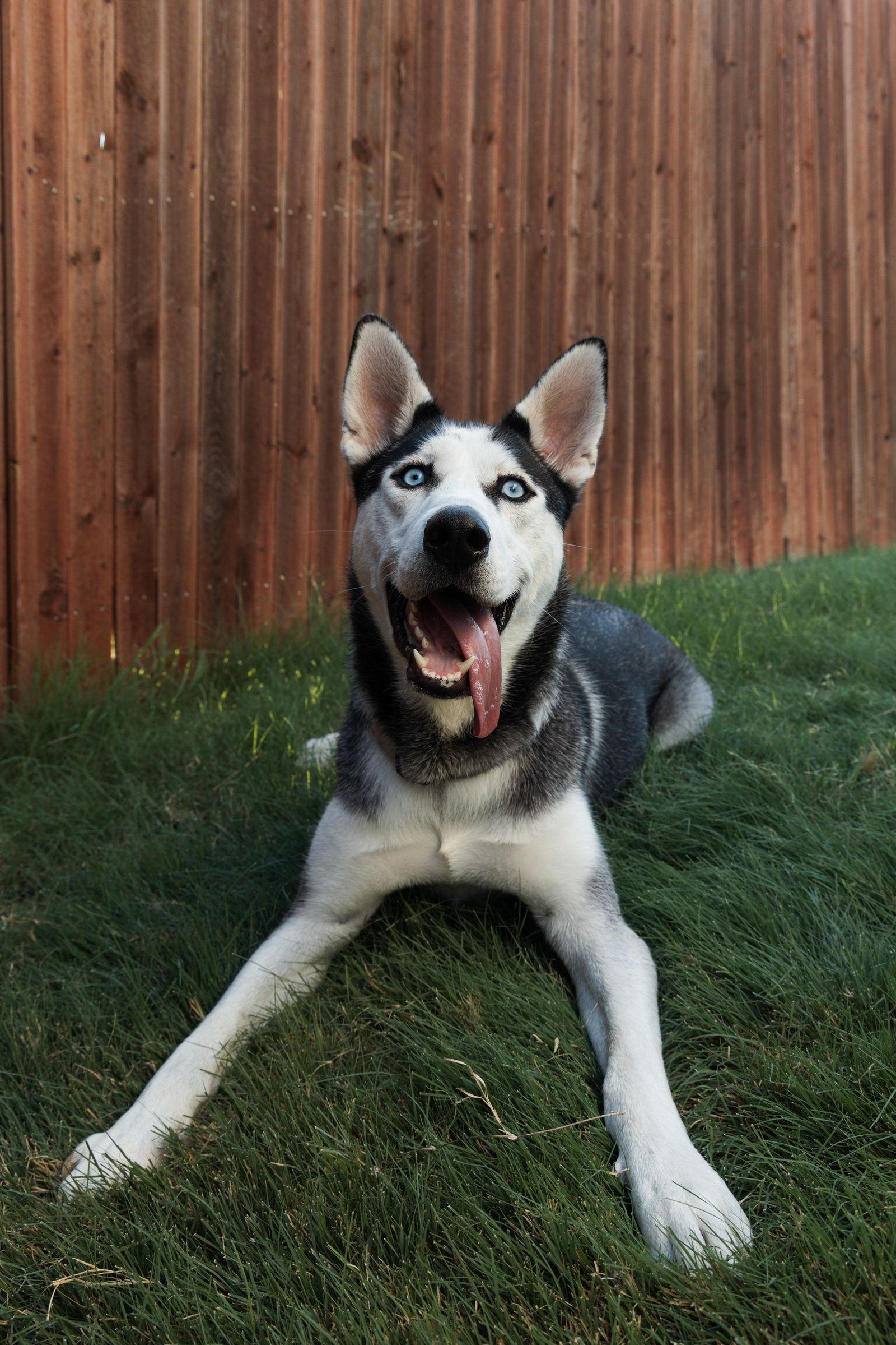 Lychee, a Adoptable Siberian Husky in Carrollton, TX image 2/3