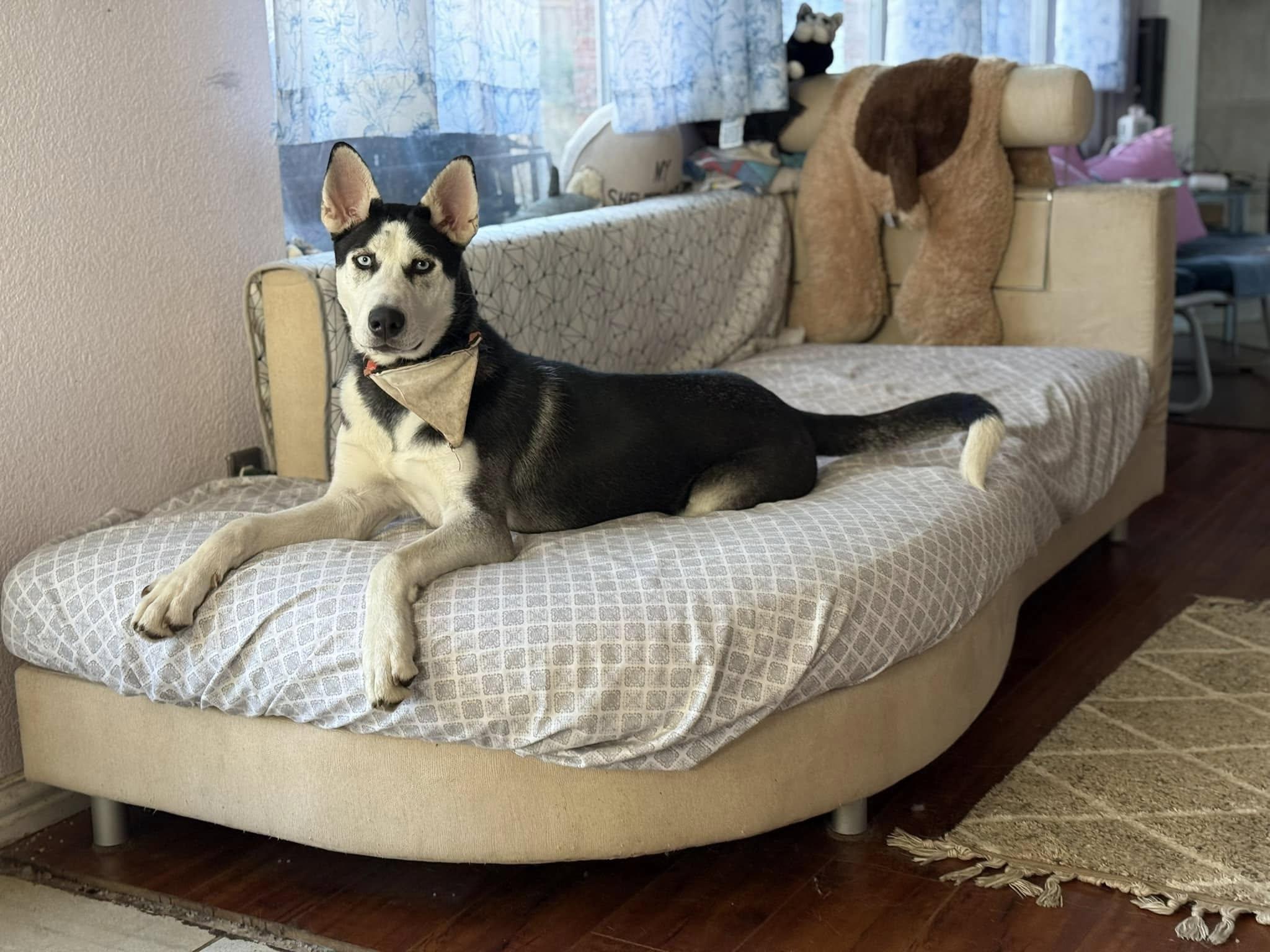 Lychee, a Adoptable Siberian Husky in Carrollton, TX image 4/4