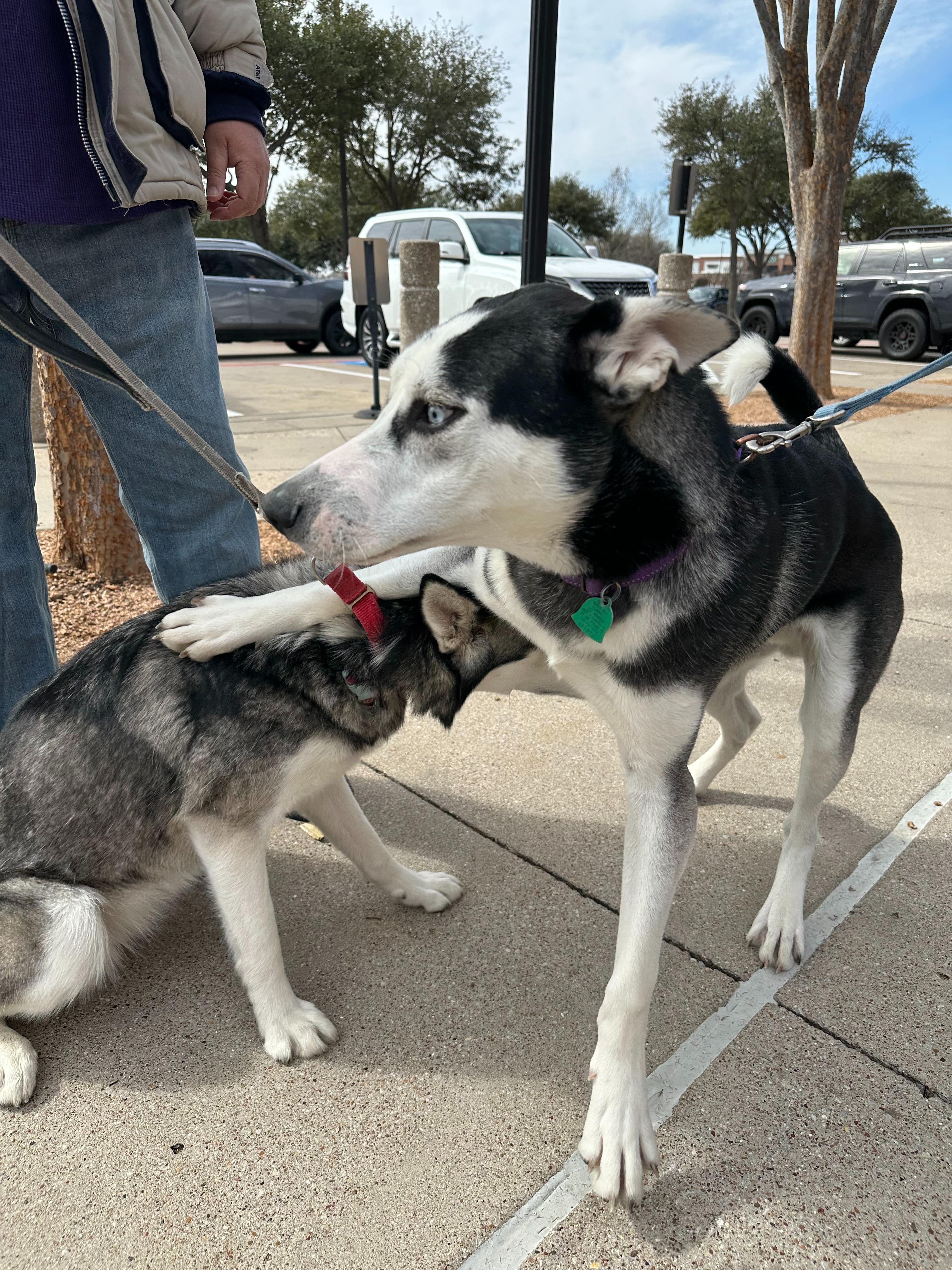 Lychee, a Adoptable Siberian Husky in Carrollton, TX image 2/4
