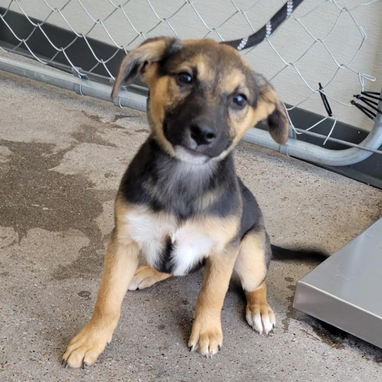 Enlarge Marley, a Adoptable Mixed Breed in Las Cruces, NM image 1/5