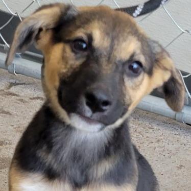 Enlarge Marley, a Adoptable Mixed Breed in Las Cruces, NM image 2/5