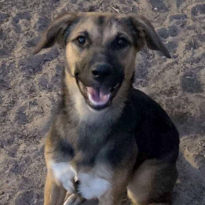 Enlarge Marley, a Adoptable Mixed Breed in Las Cruces, NM image 3/5