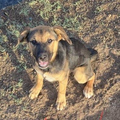 Enlarge Marley, a Adoptable Mixed Breed in Las Cruces, NM image 4/5