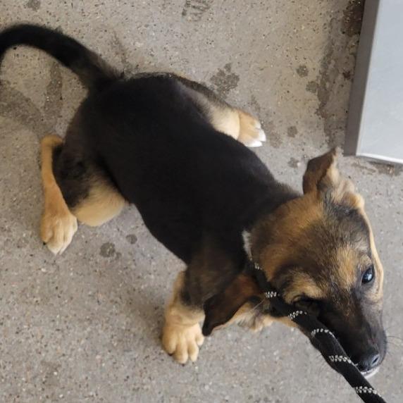 Enlarge Marley, a Adoptable Mixed Breed in Las Cruces, NM image 5/5