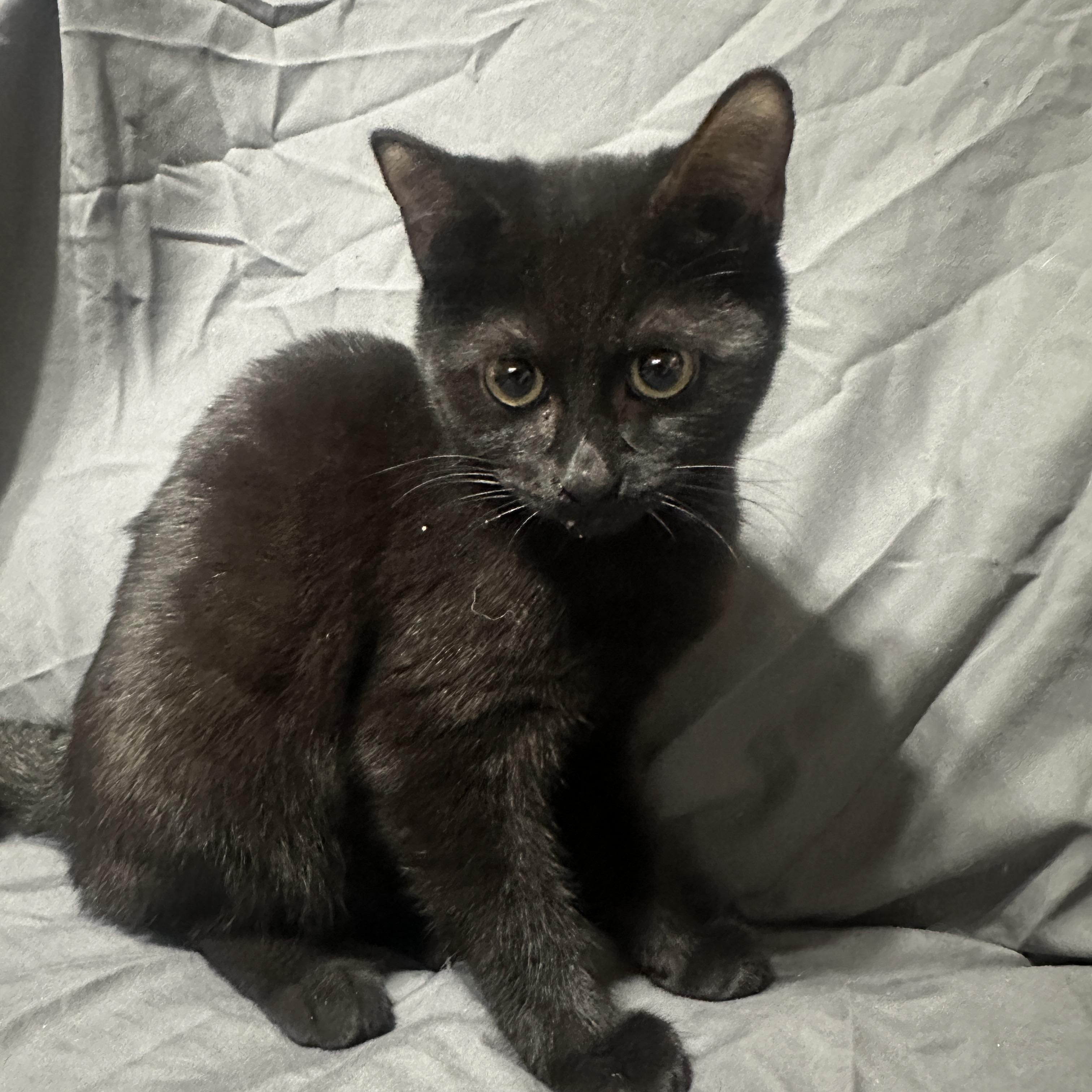 Munchkin, ADOPTABLE, Young Male Domestic Short Hair.